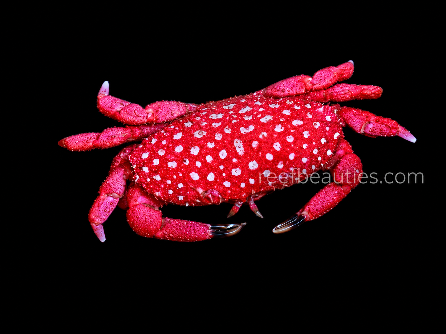 Strawberry Crab (Neoliomera pubescens)