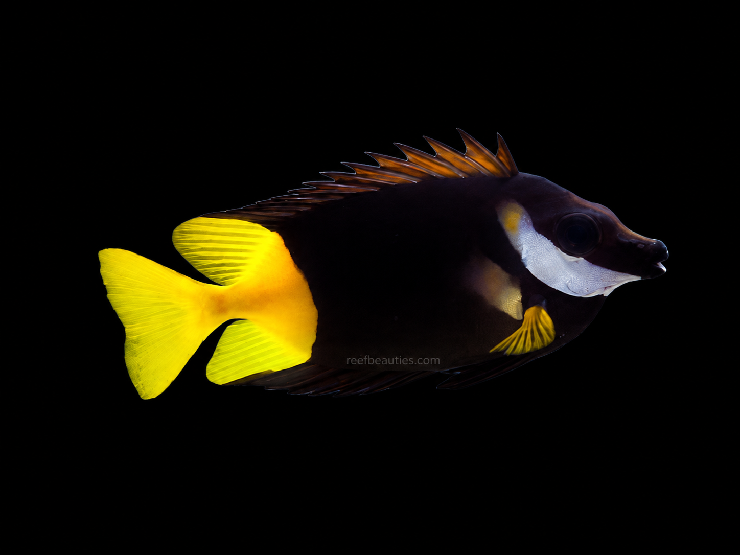 Bicolor Foxface (Siganus Uspi)