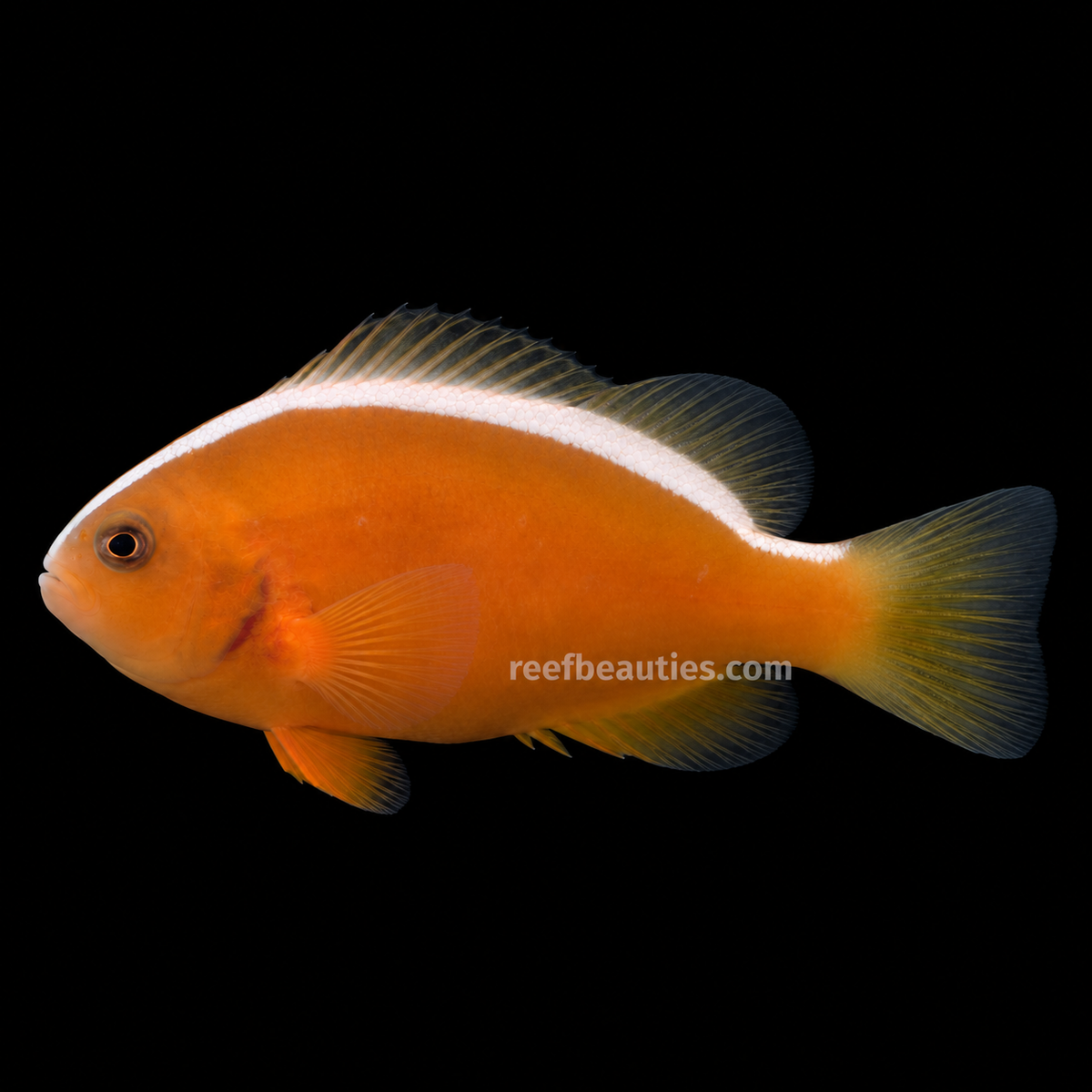 Orange Skunk Clown (Amphiprion Sandaracinos)