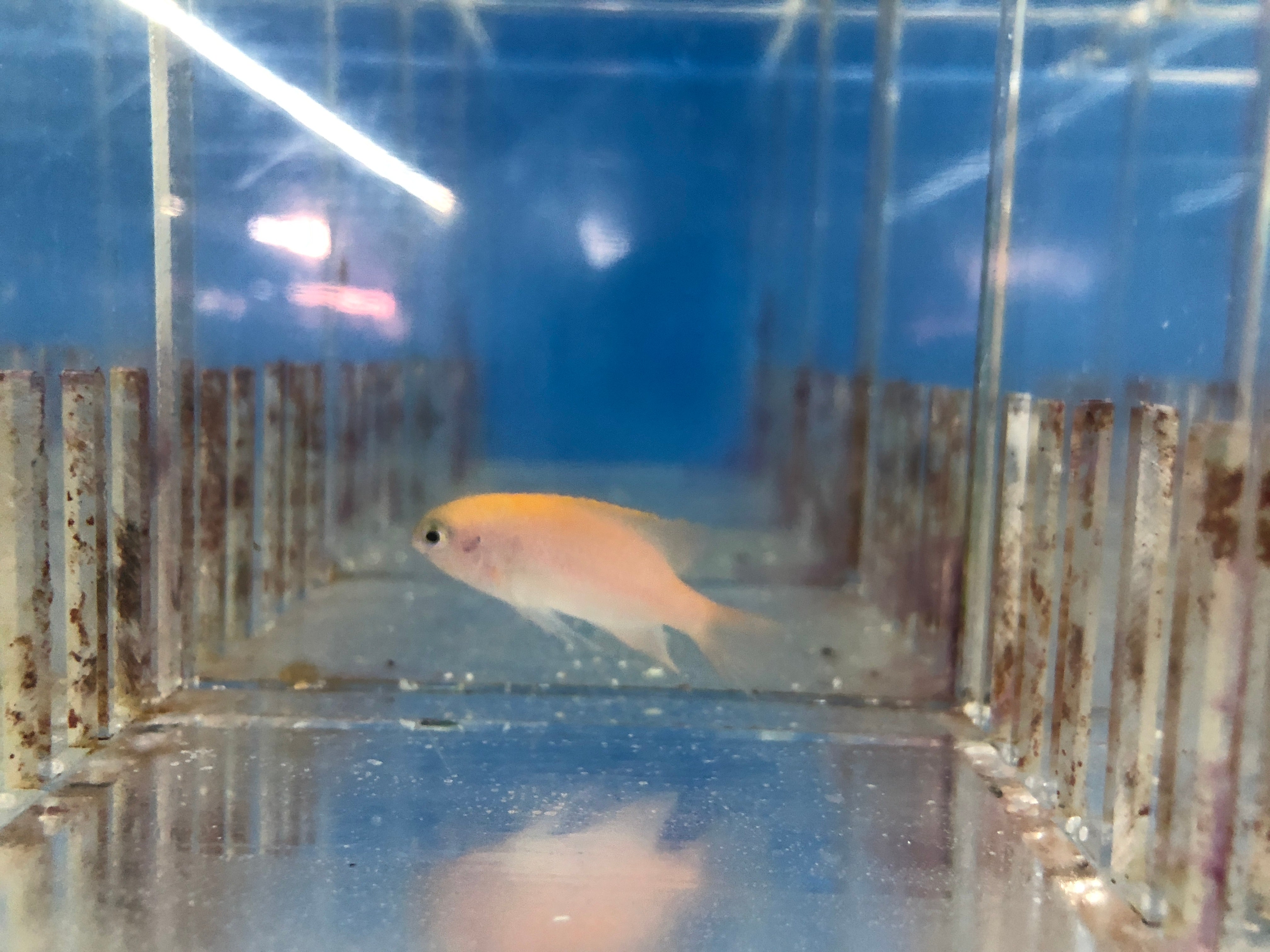 Pink Damsel (Pomacentrus Smithi)