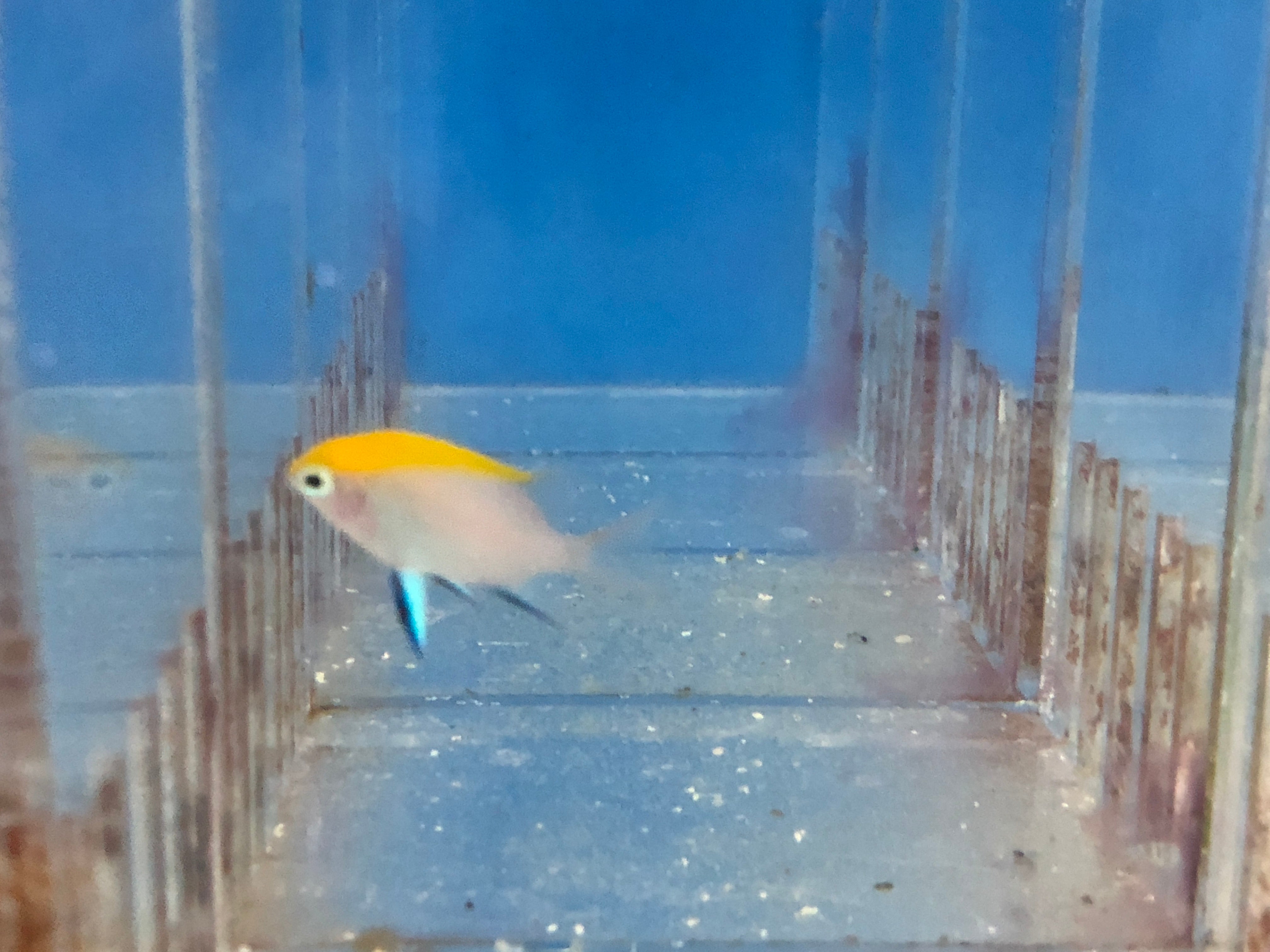 alt="Blue Finned Damsel"