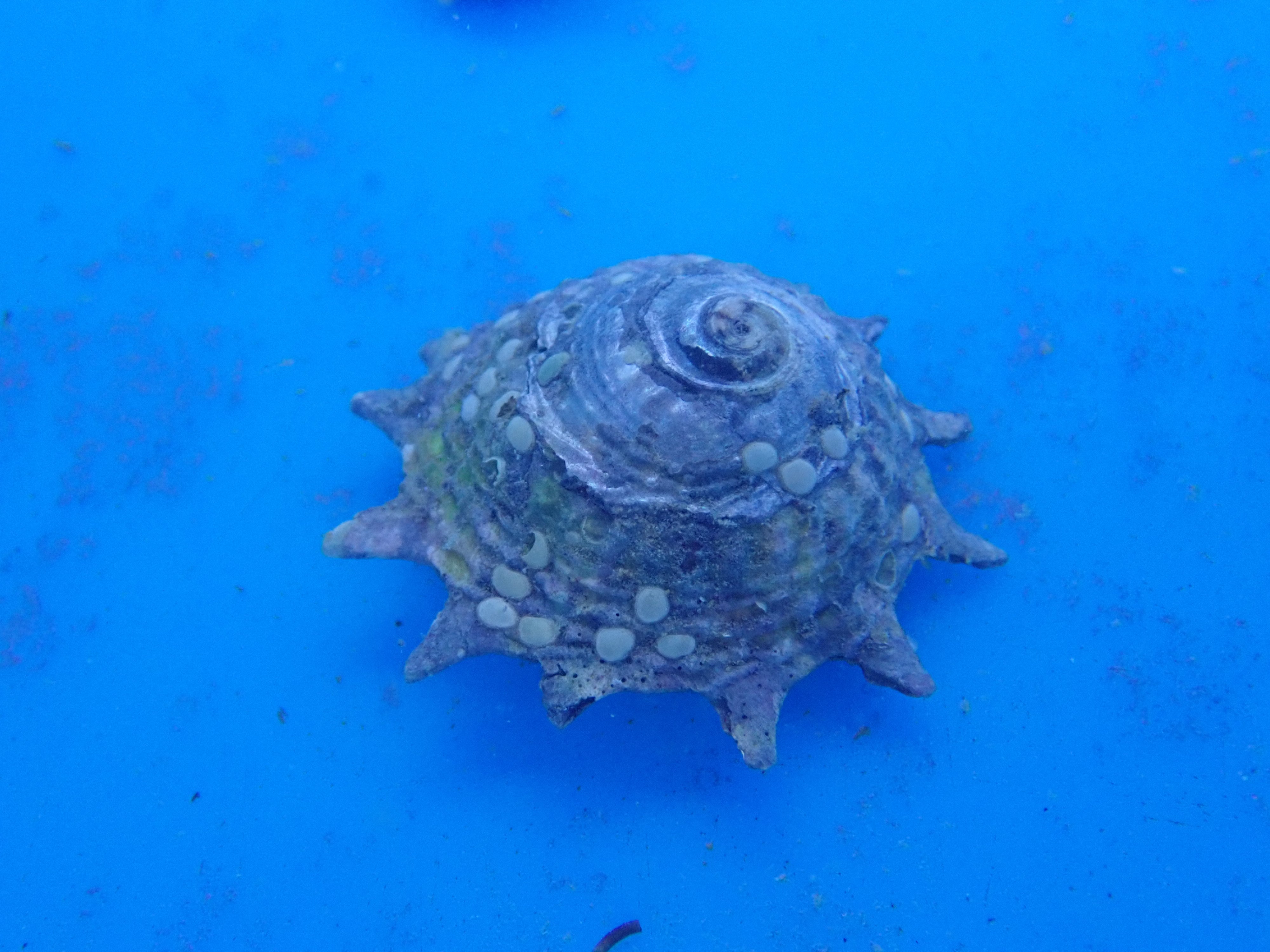 Star Snail (Astraea Aspp.)