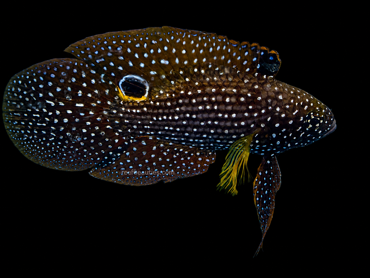 Marine Betta EXPERT (Calloplesiops Altivelis)