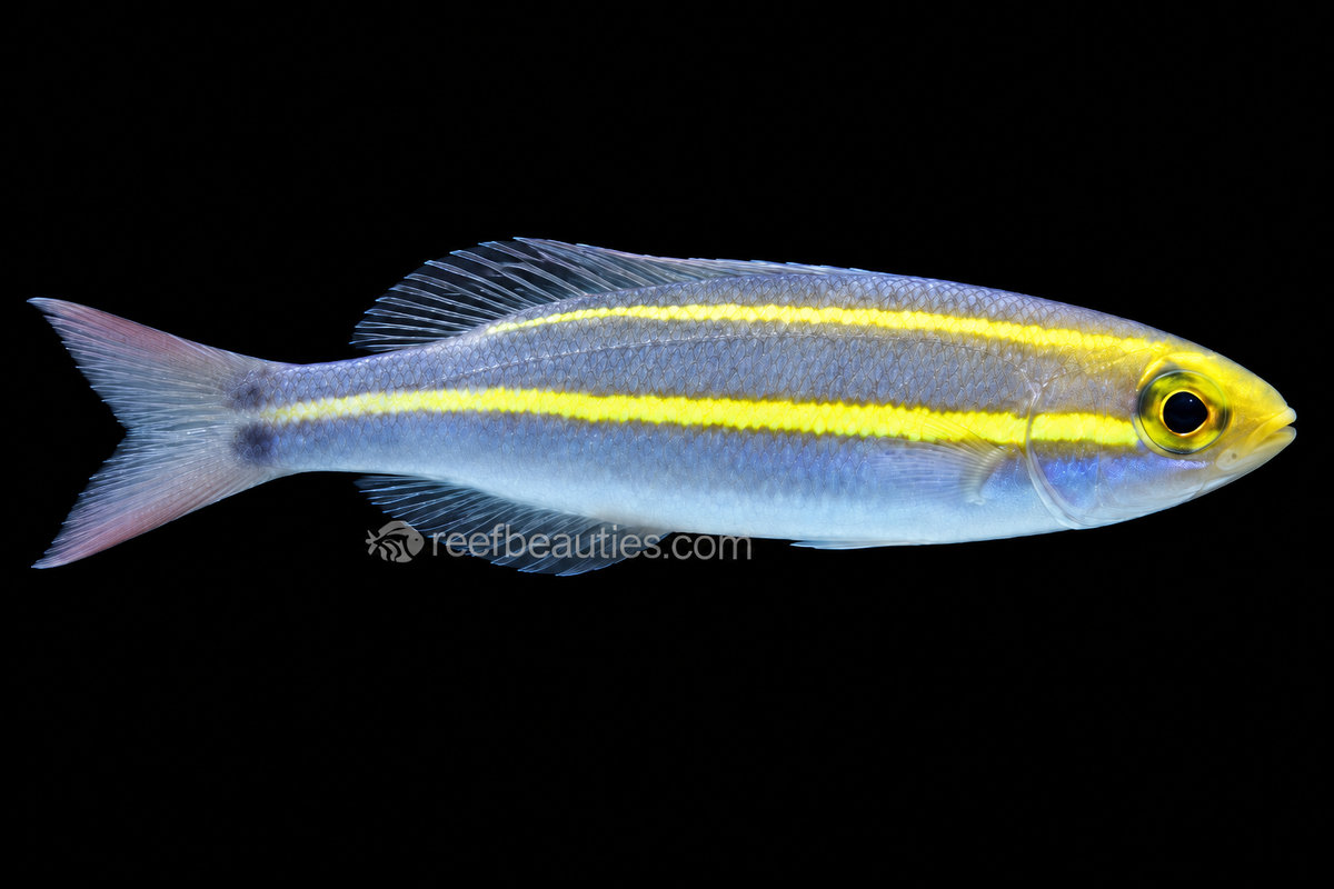 Banana Fish EXPERT (Pentapodus Caninus)