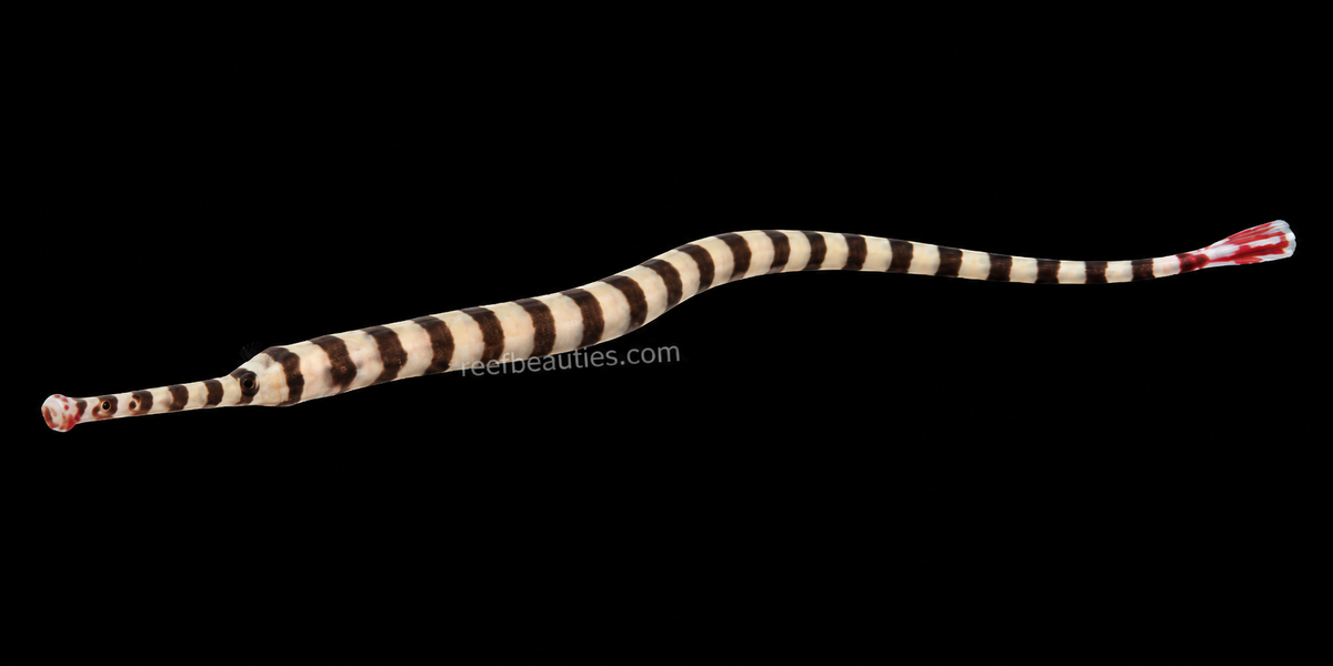 Banded Pipefish EXPERT (Dunckerocampus dactyliophorus)