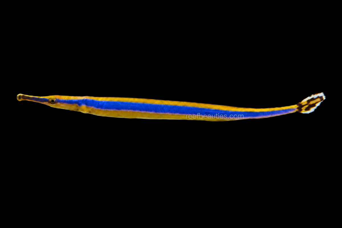 Blue Striped Pipefish EXPERT (Doryrhampus excisus)