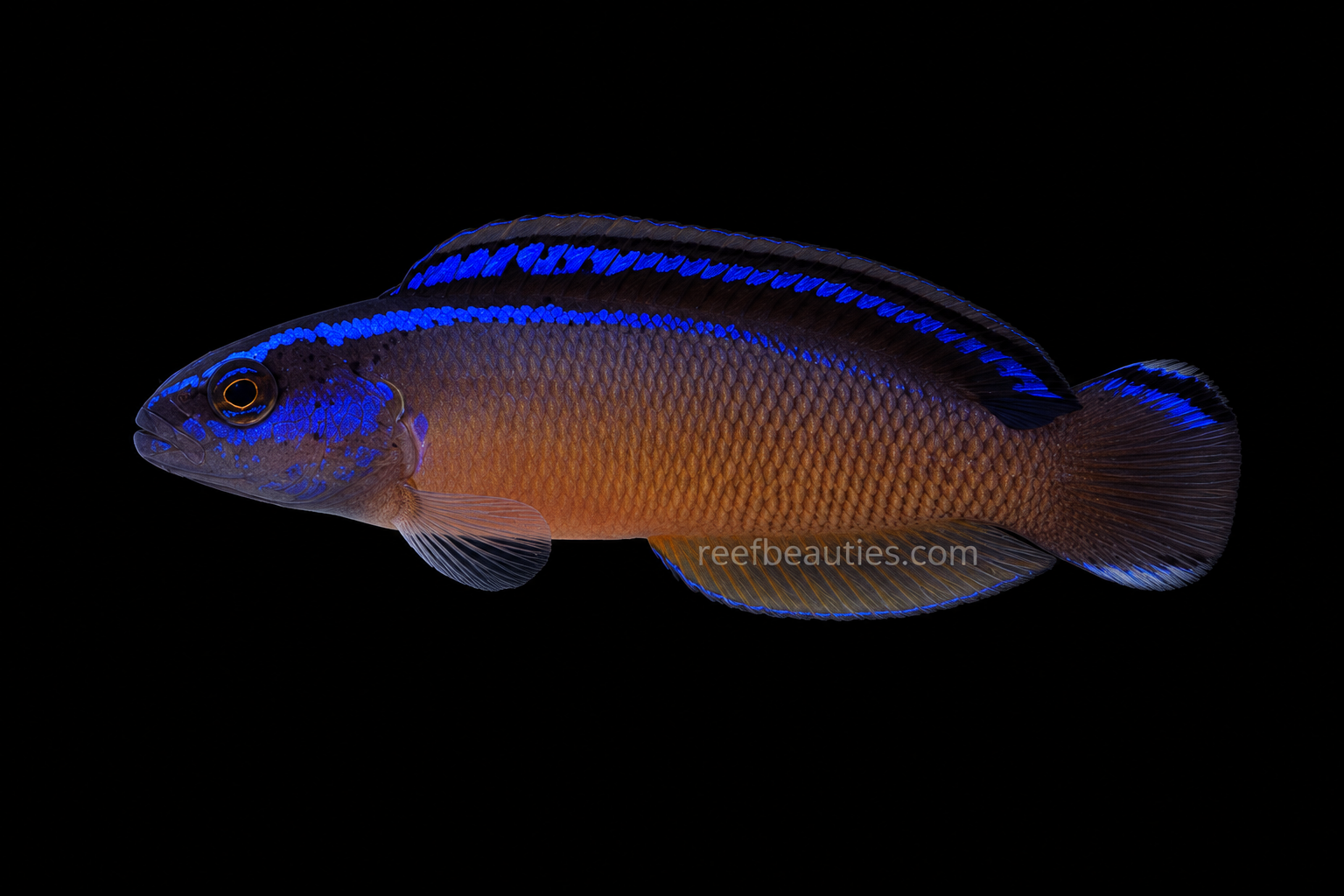C/B Black Neon Dottyback (P. Aldabraensis X P. Springeri)