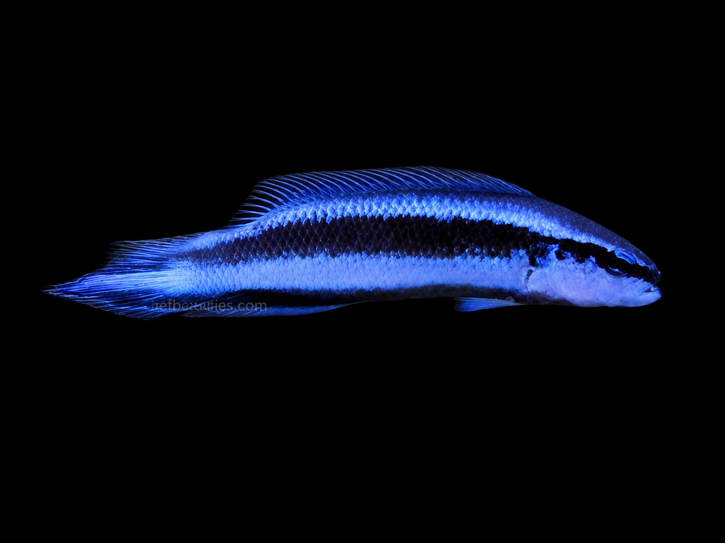 C/B Indigo Dottyback (Pseudochromis fridmani x sankeyi)