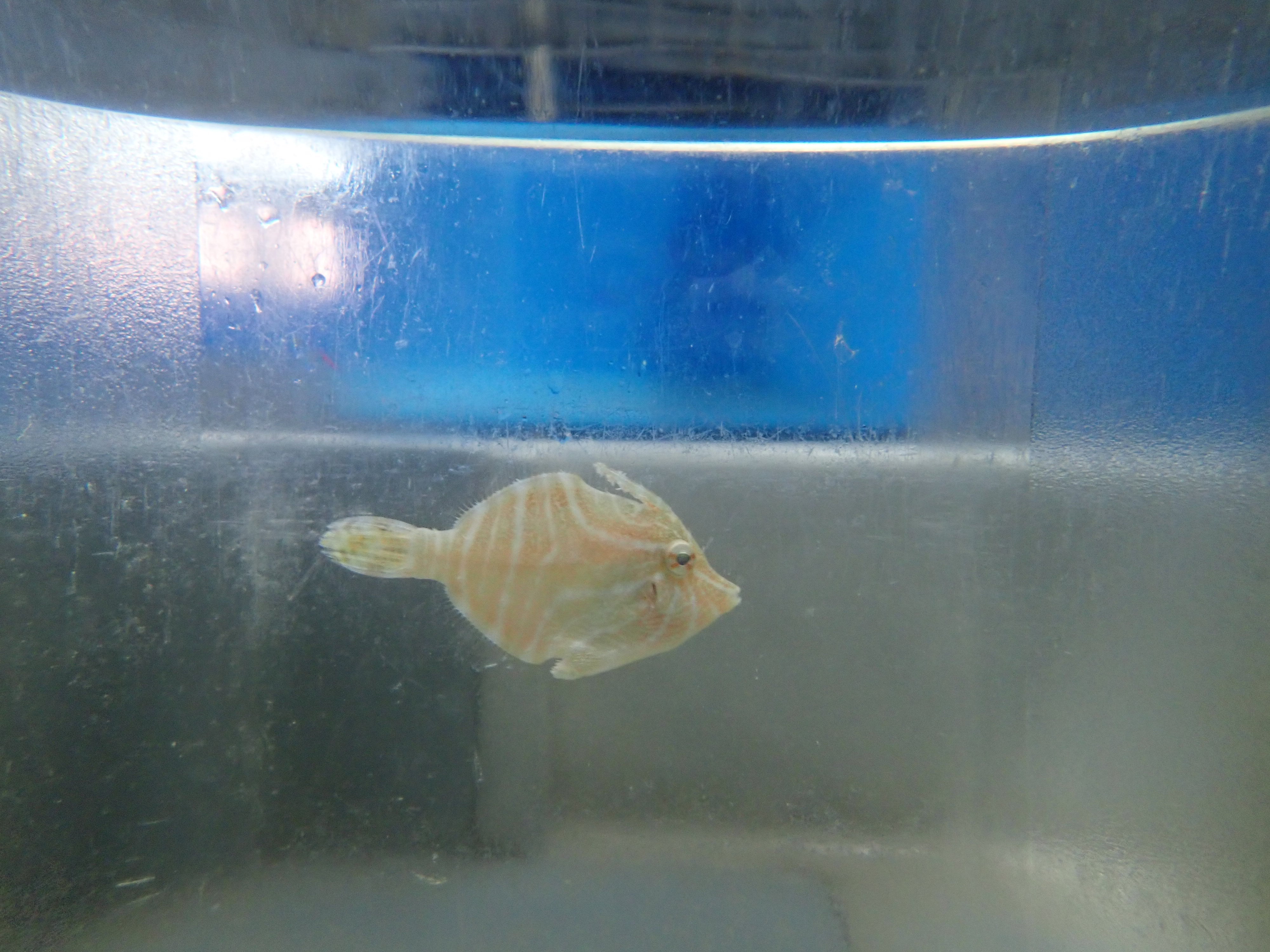 Zebra Filefish (Acreichthys Tomentosus)