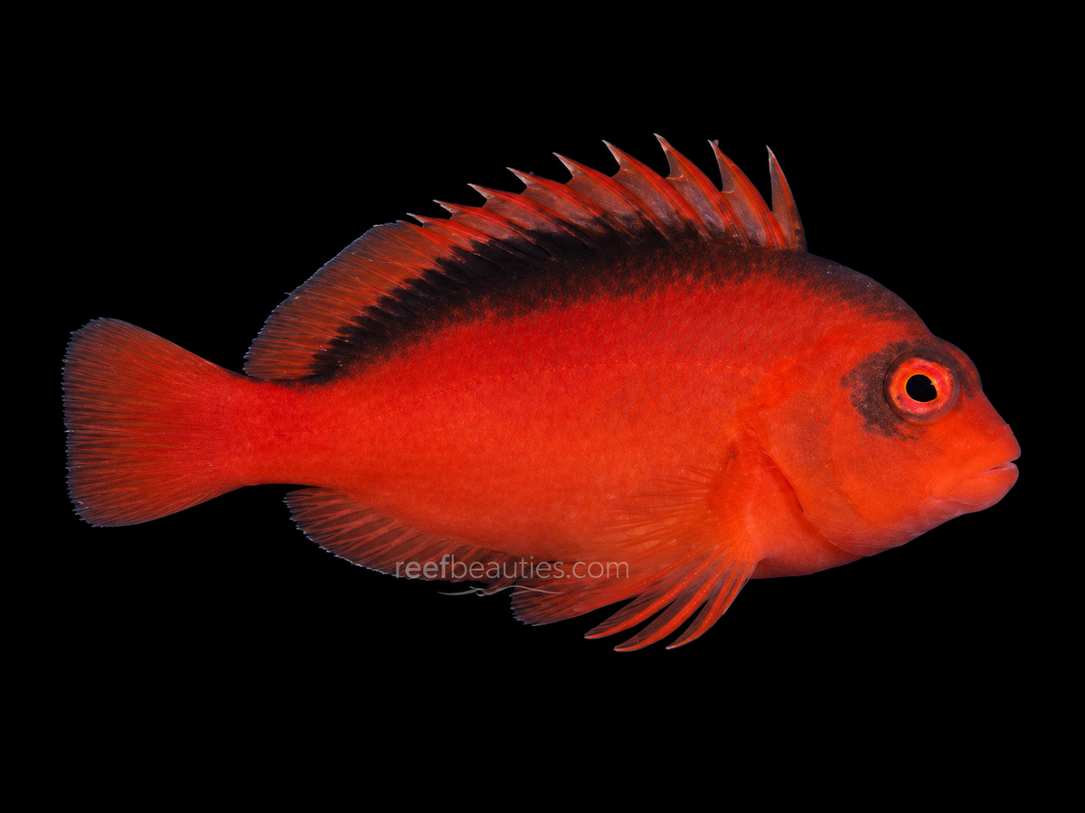 Flame Hawk (Neocirrhites armatus)