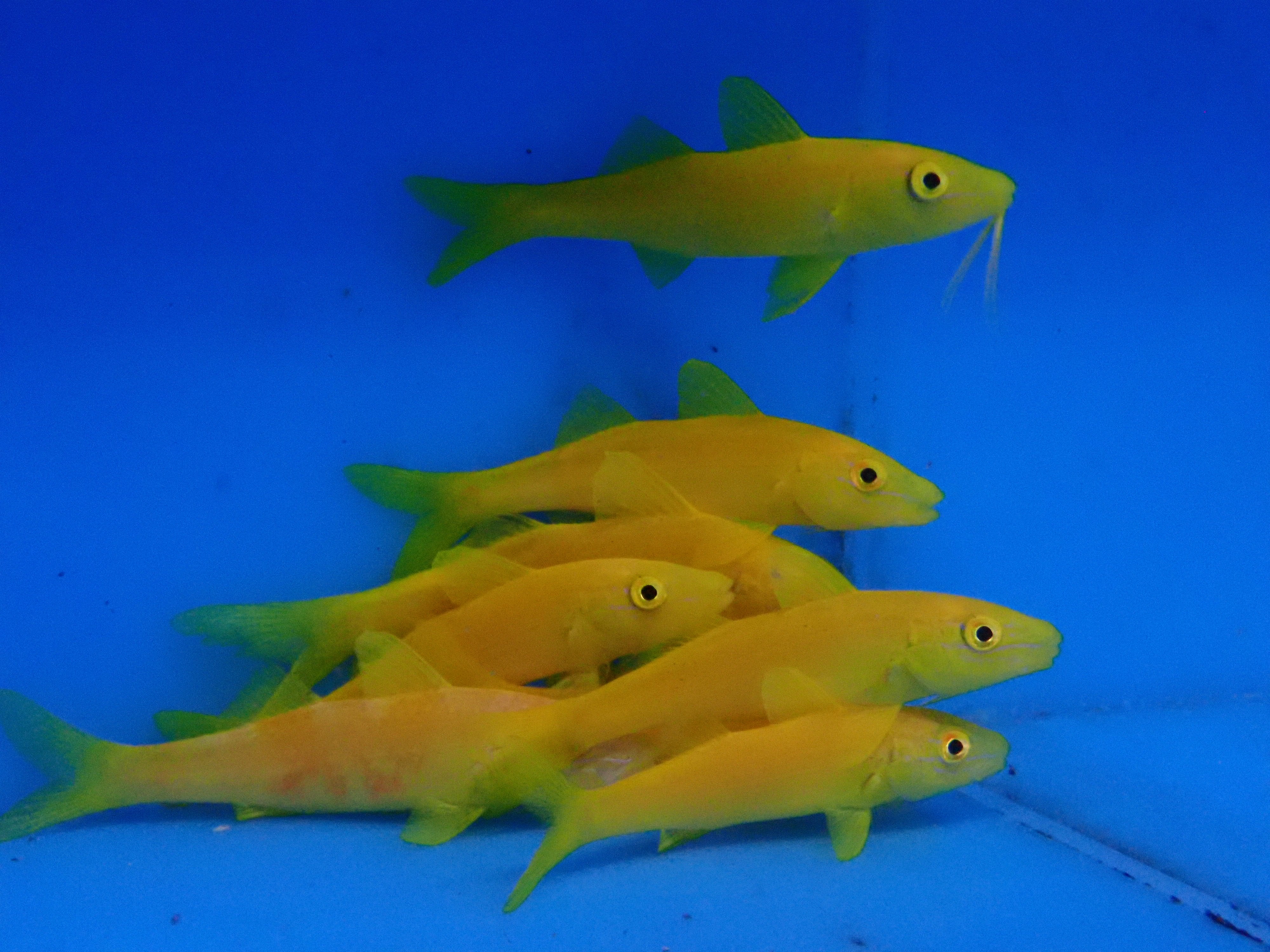 Goatfish Yellow (Mulloidichthys Martinicus)