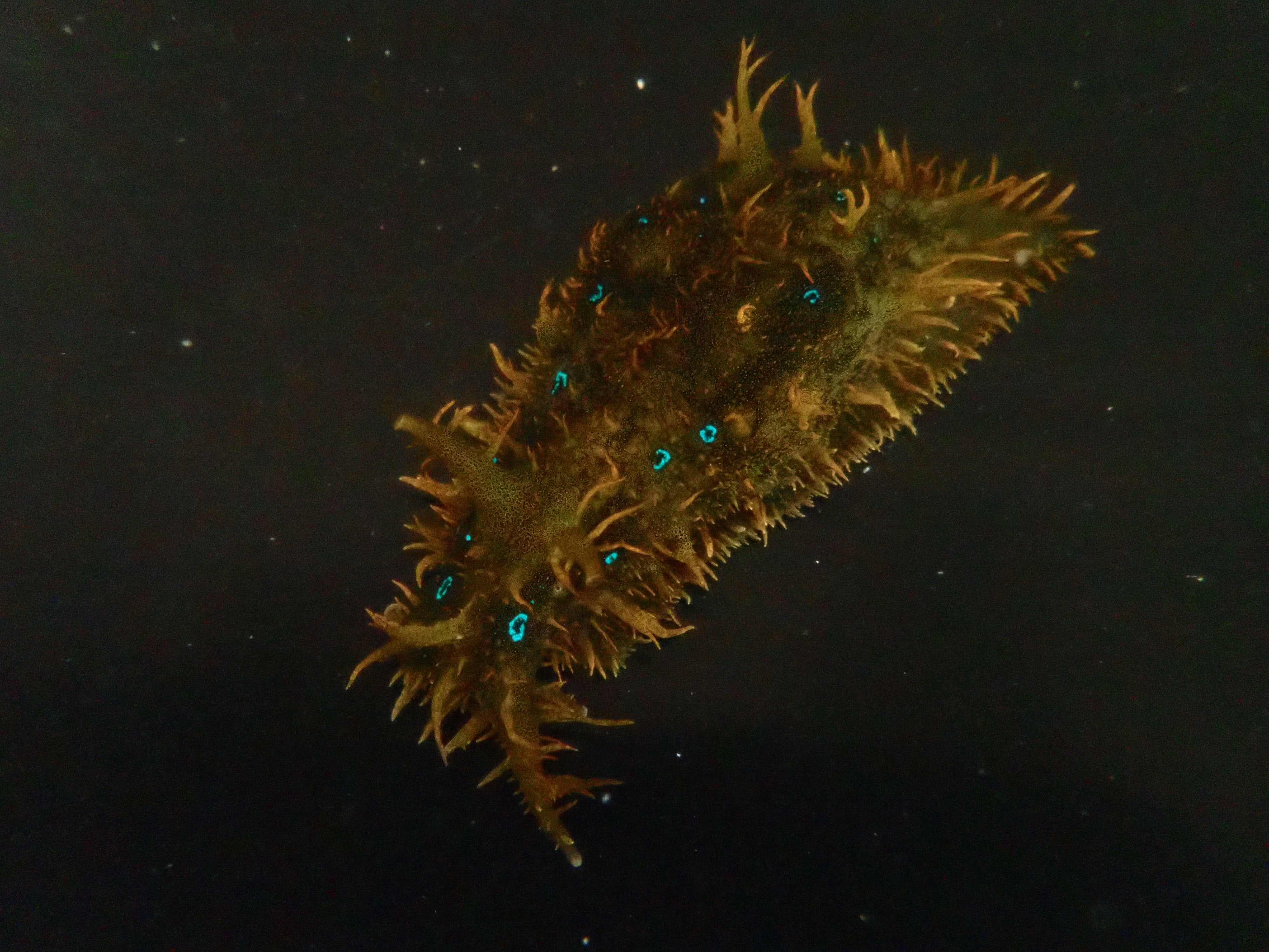 Sea Hare Blue Spot Nudibranch (Dolabrifera Dolabrifera)