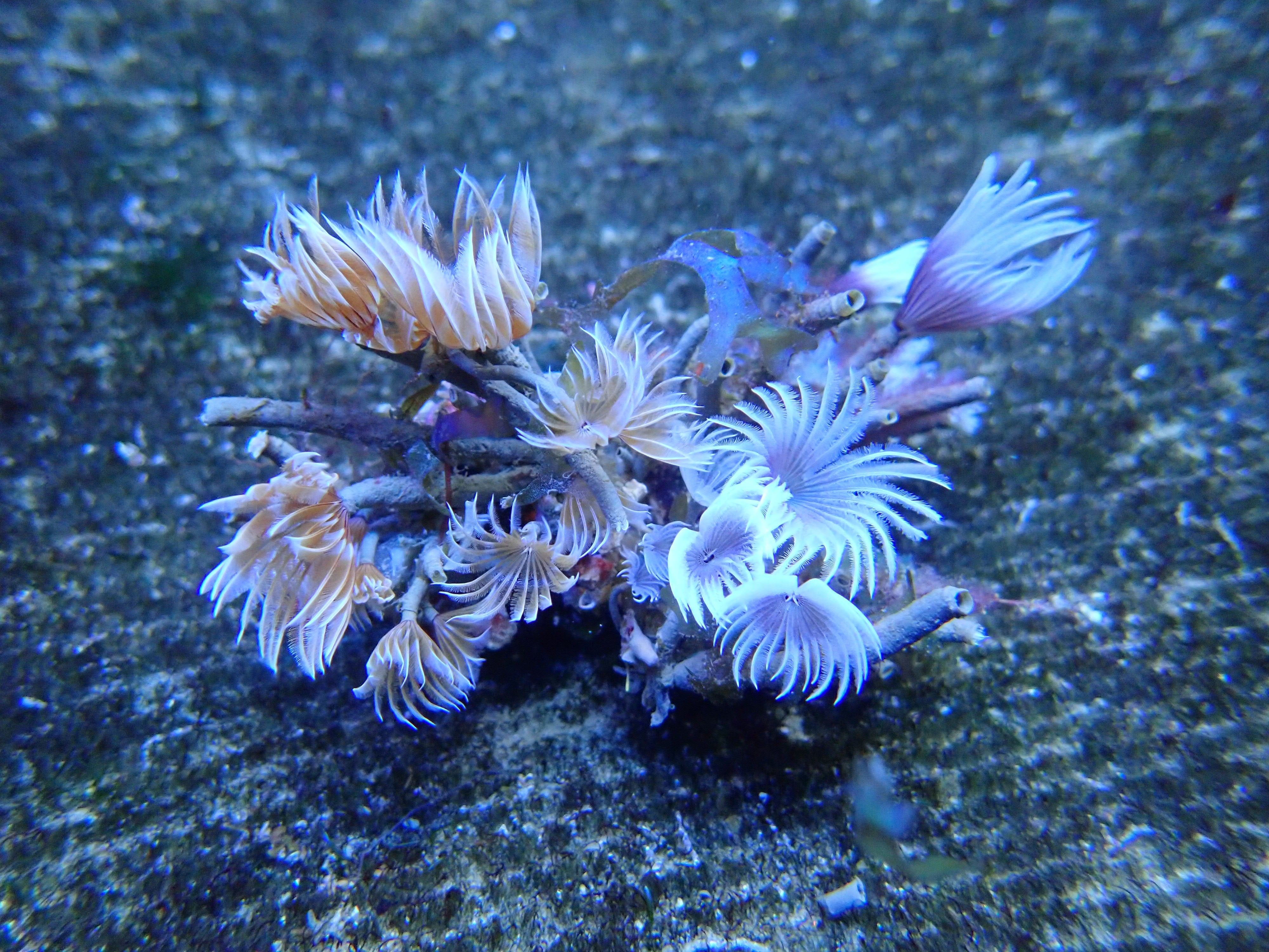 Cluster Duster (Branchiomnma Nigromaculata)
