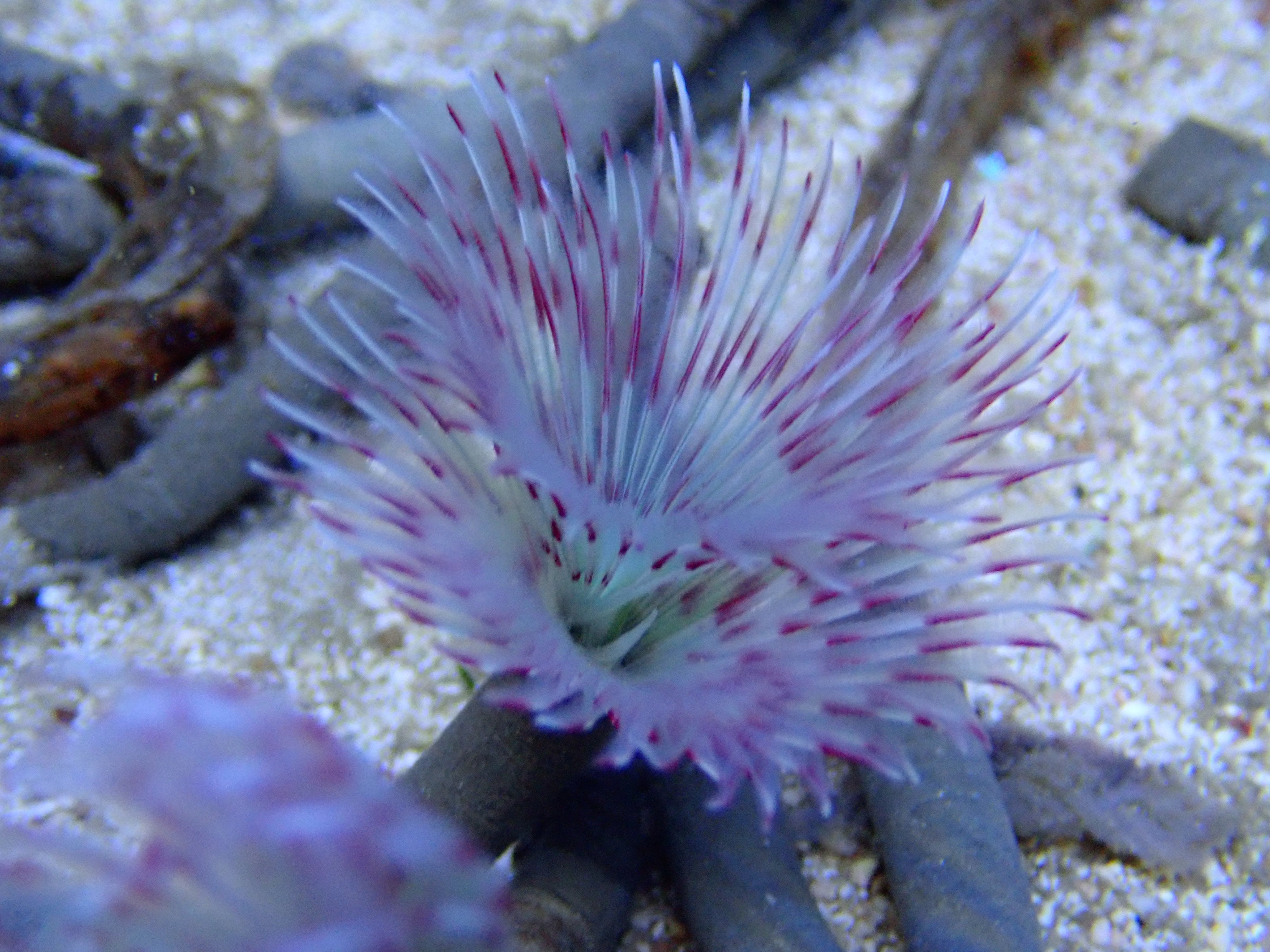 Dwarf Colored Featherduster (Isamrus Elongatus)