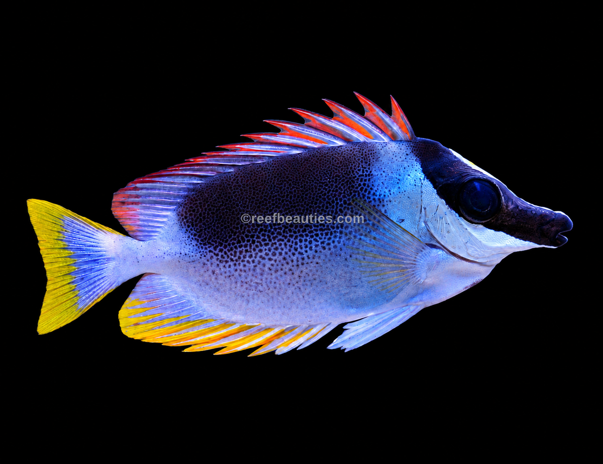 Magnificent Foxface (Siganus magnificus)