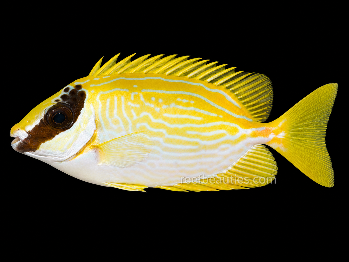 Masked Rabbitfish (Siganus Puellus)