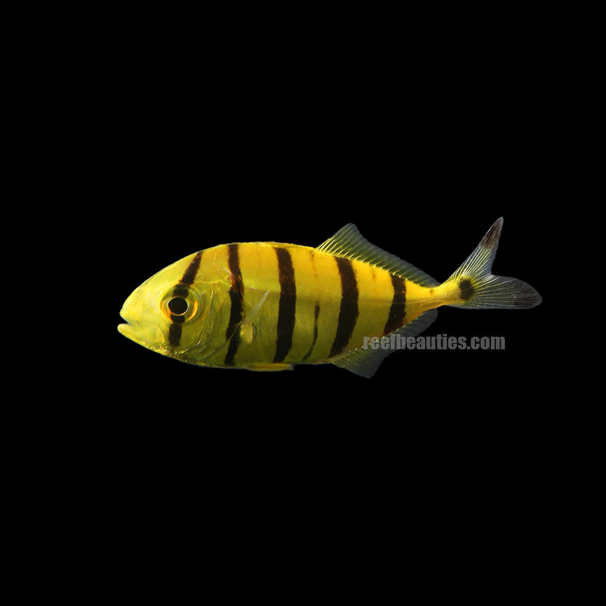 Pilotfish (Gnathanodon Speciosus)