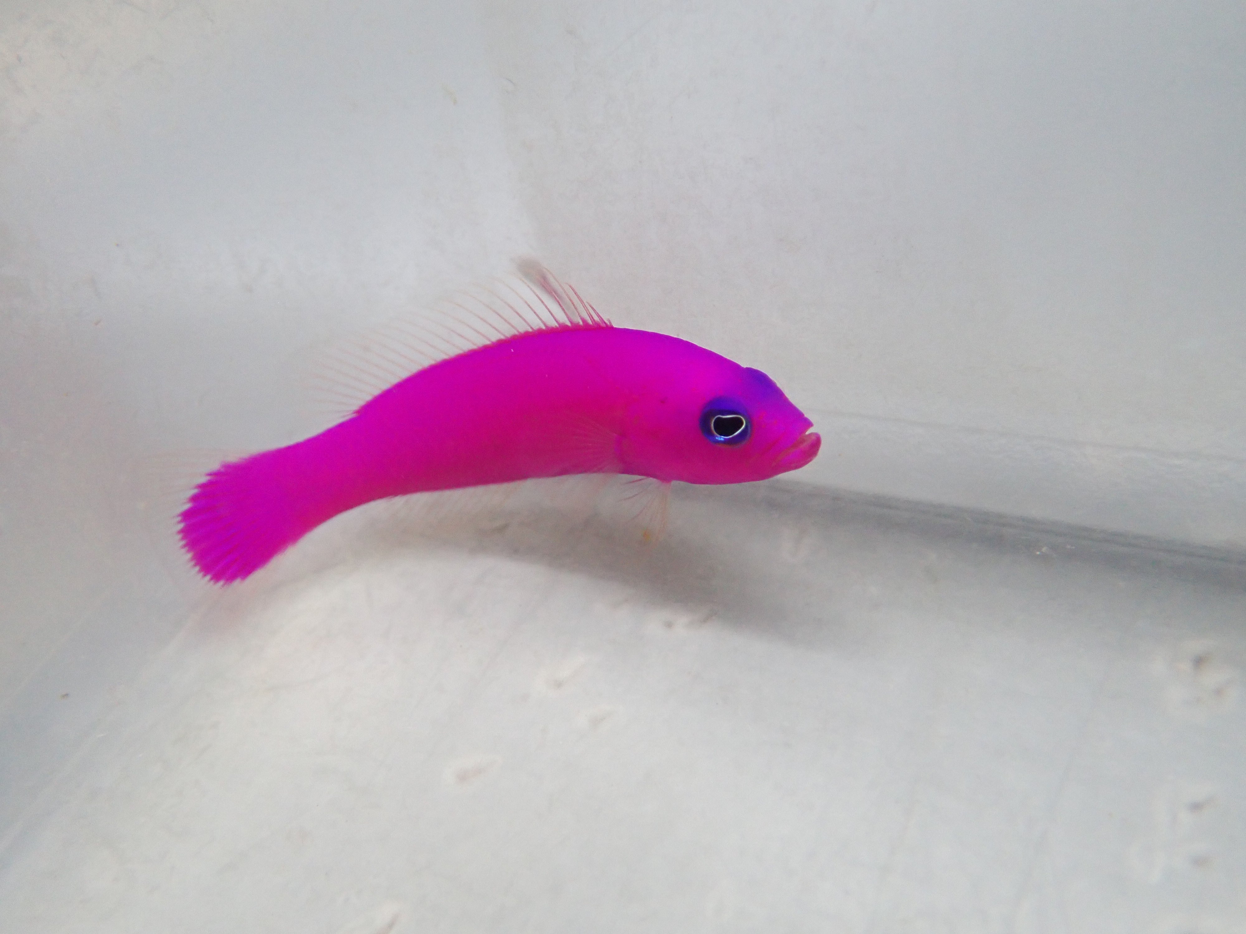 Pseudo Chromis Purple (Pseudochromis Porphyreus)