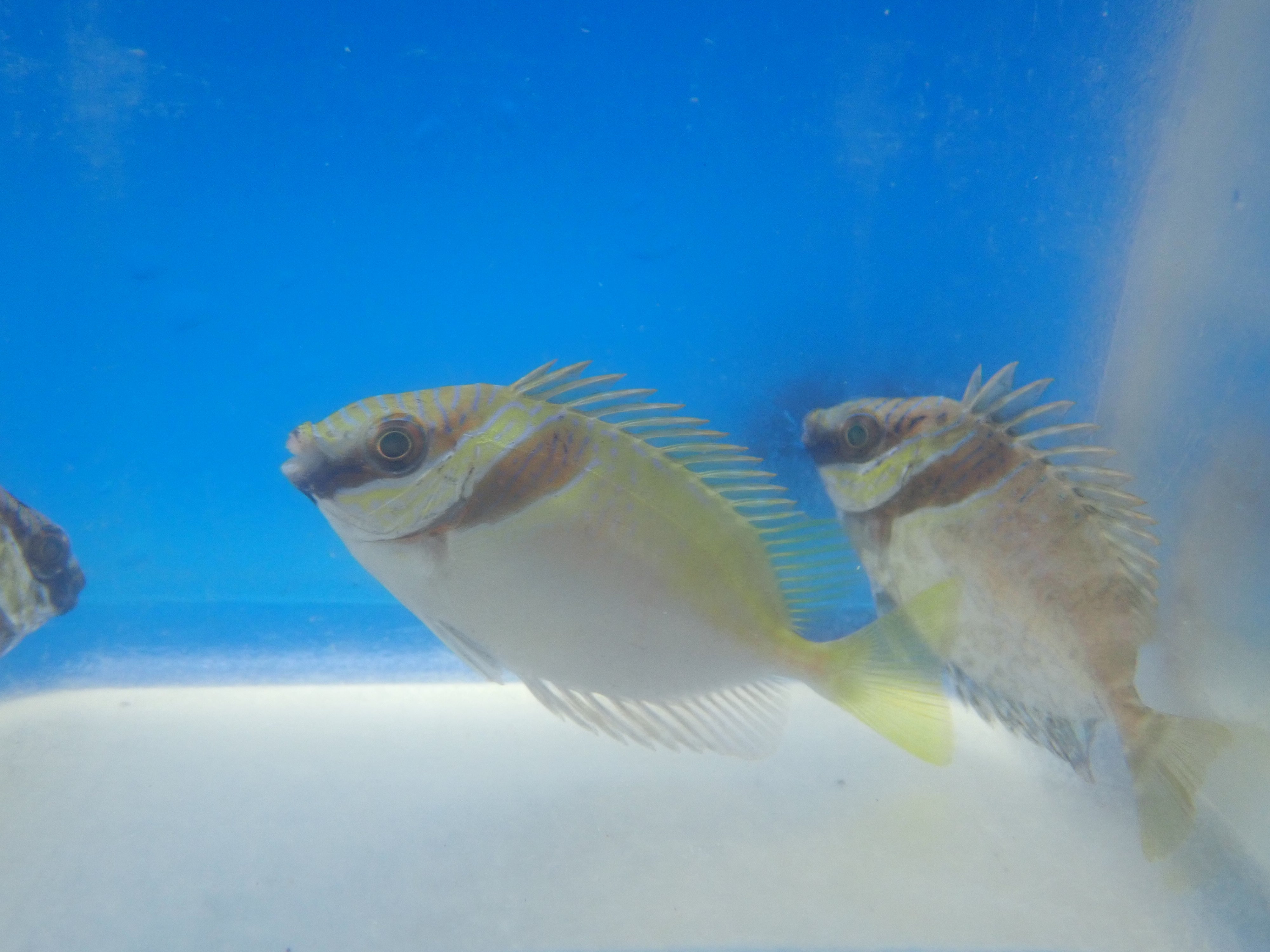 Rabbitfish (Siganus Virgatus)