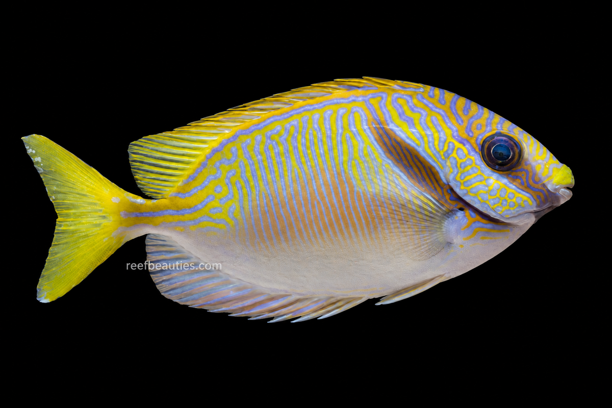Scribbled Rabbitfish (Siganus Doliatus)