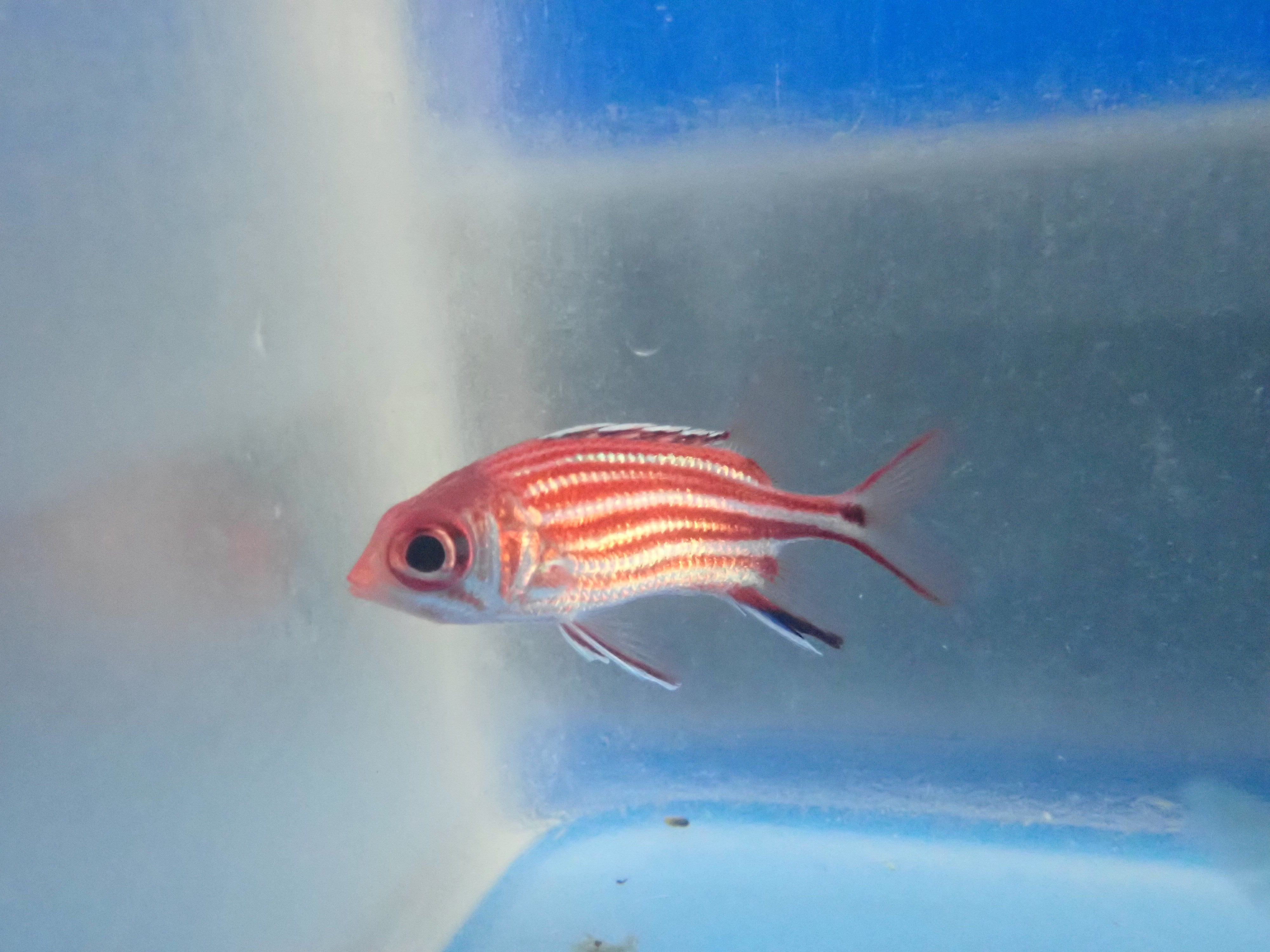 Squirrelfish (Sargocentron)
