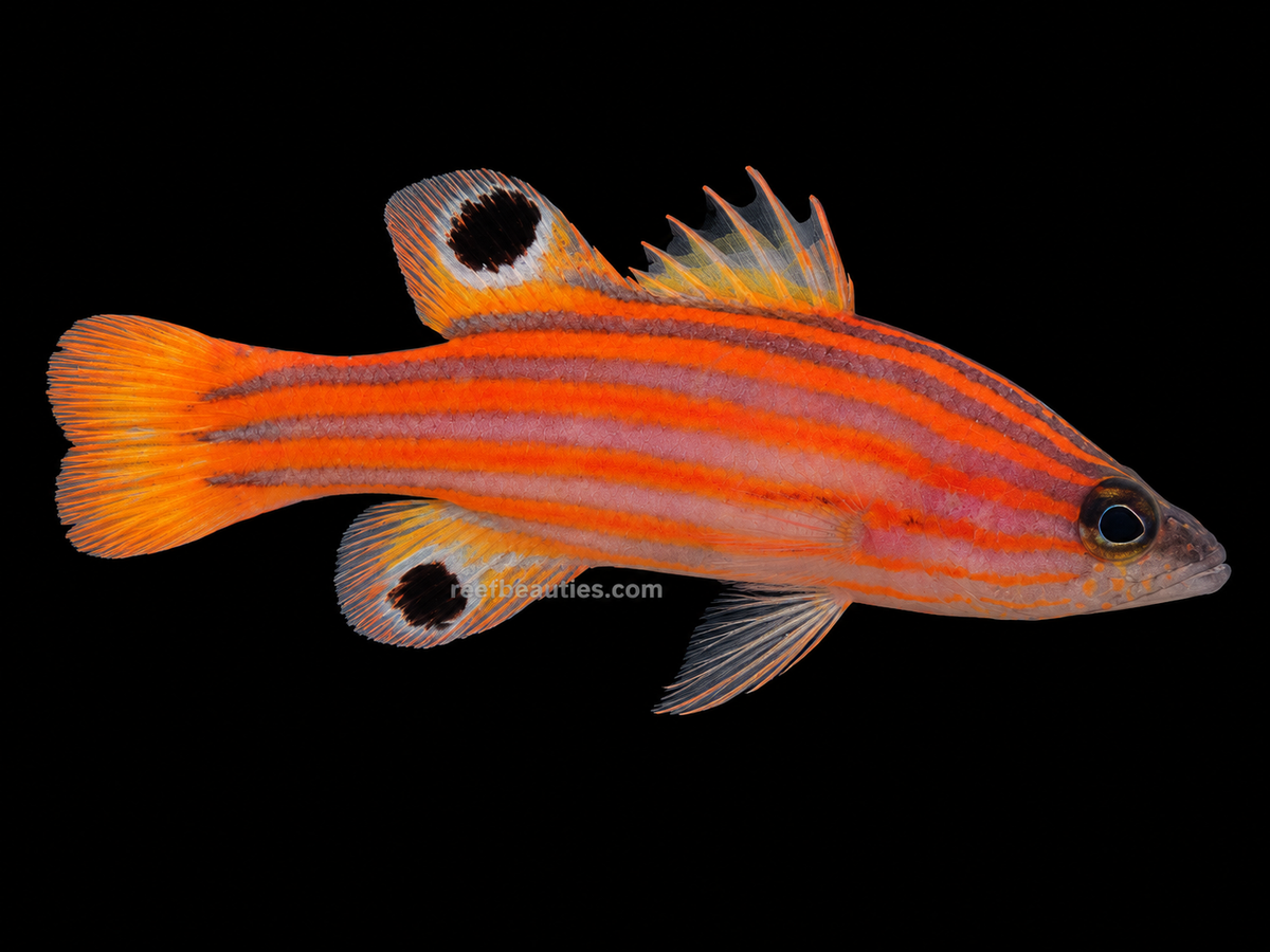 Swales Candy Basslet (Liopropoma Swalesi)