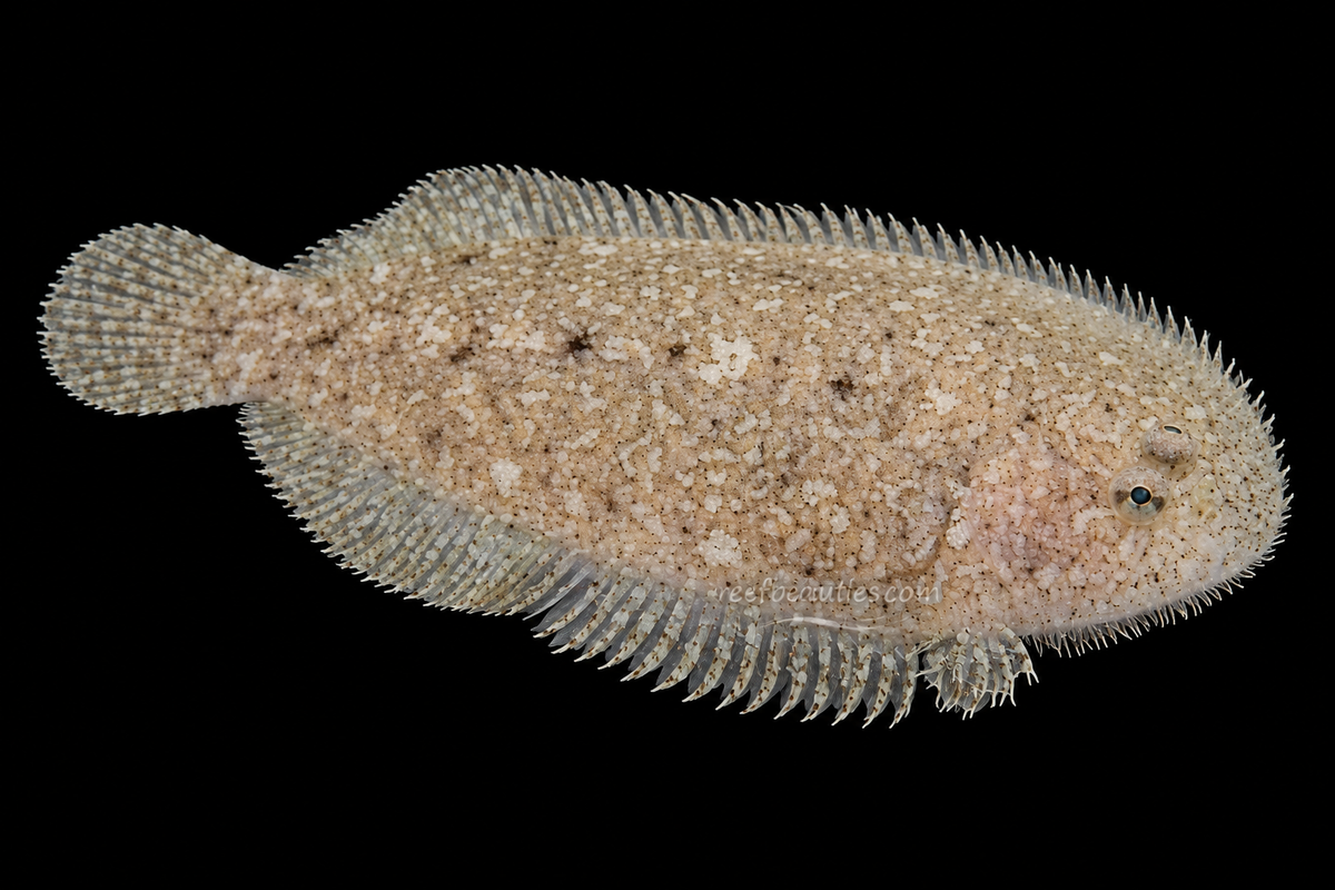 Tropical Flounder (Bothus sp.)