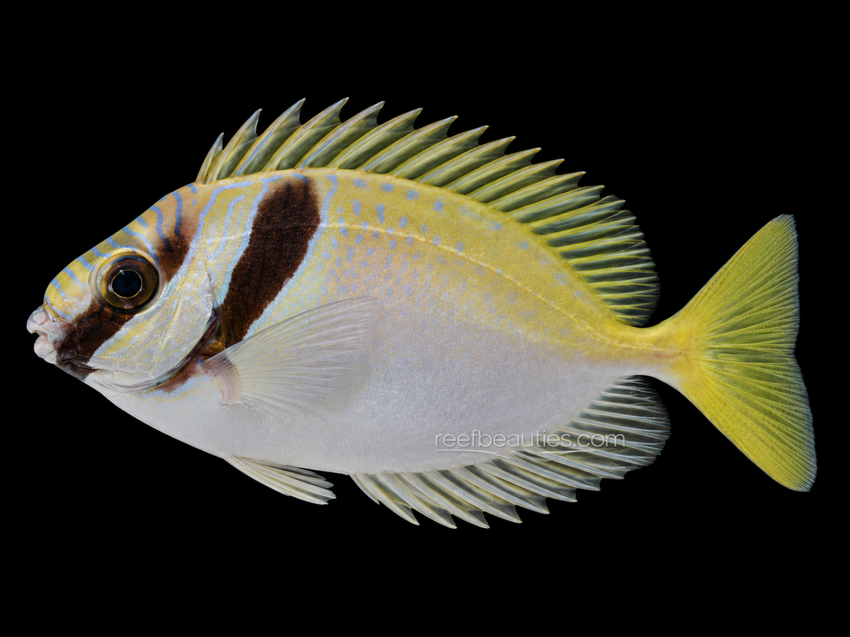 Two Barred Rabbitfish (Siganus Virgatus)