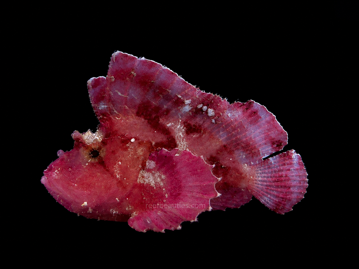 Red Leaf Fish EXPERT (Tainianotus triacanthus)