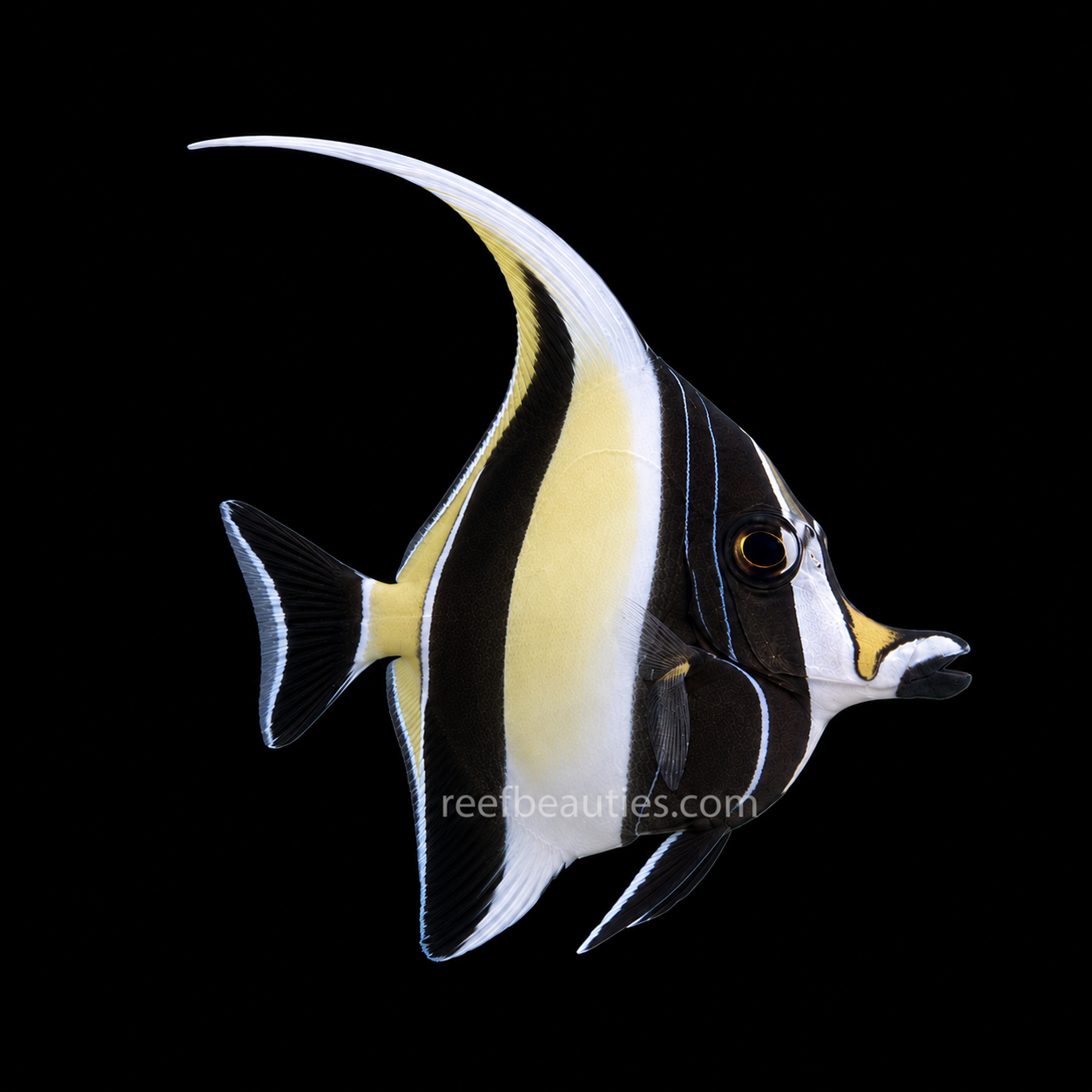 Moorish Idol EXPERT (Zanclus Cornutus)
