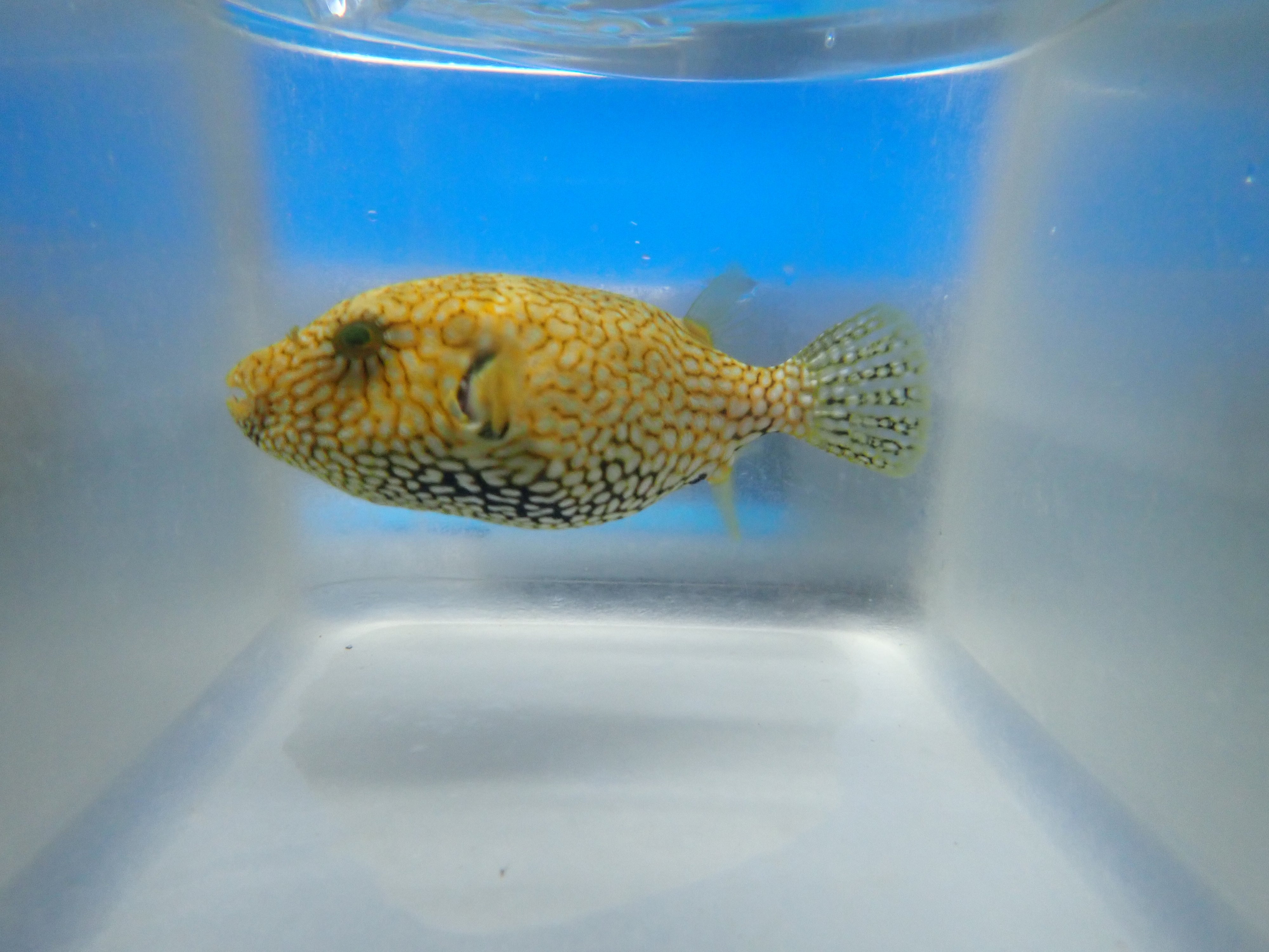 alt="mappa puffer"