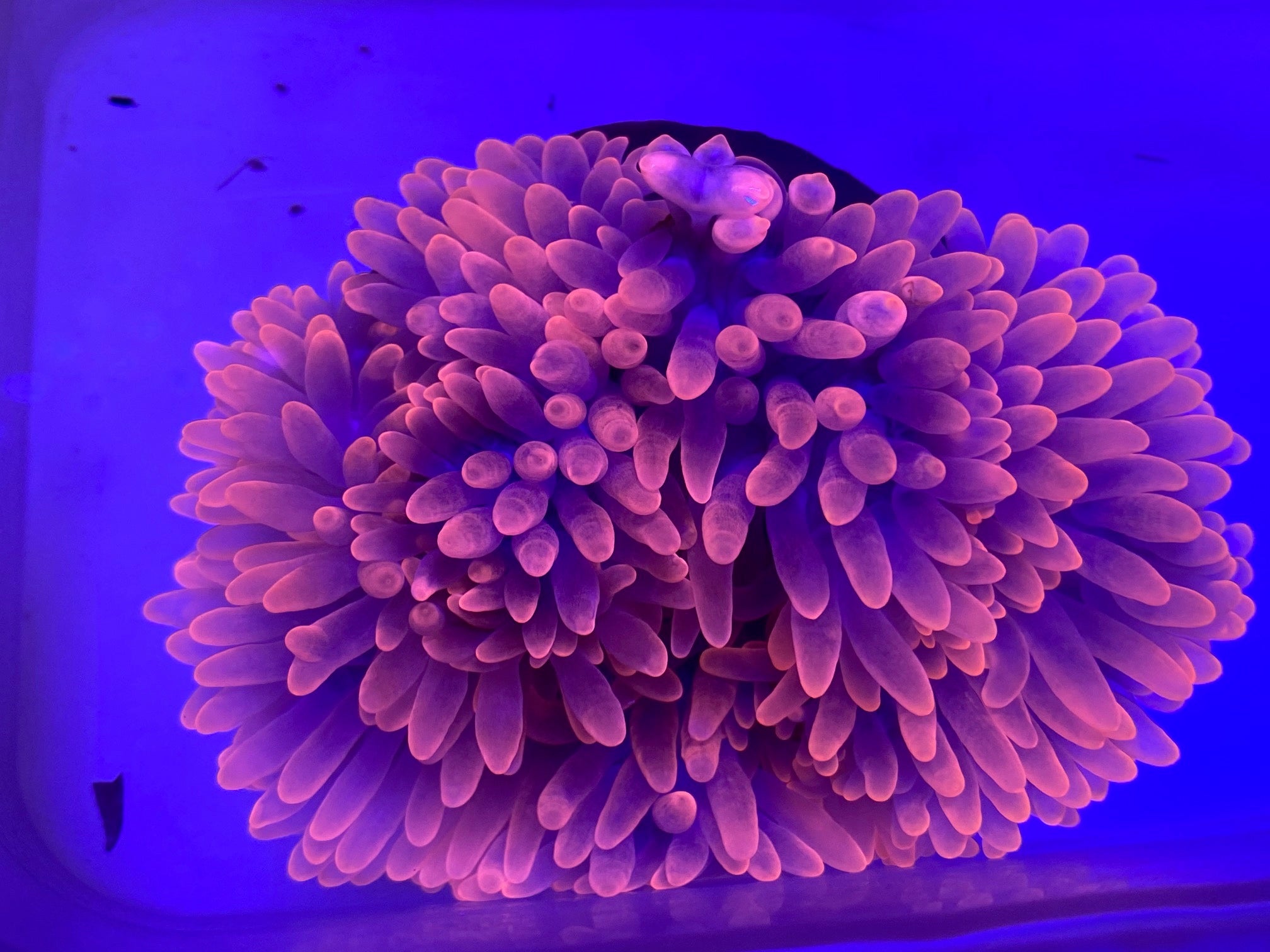 Rose Anemone (Anthopleura Rosea)