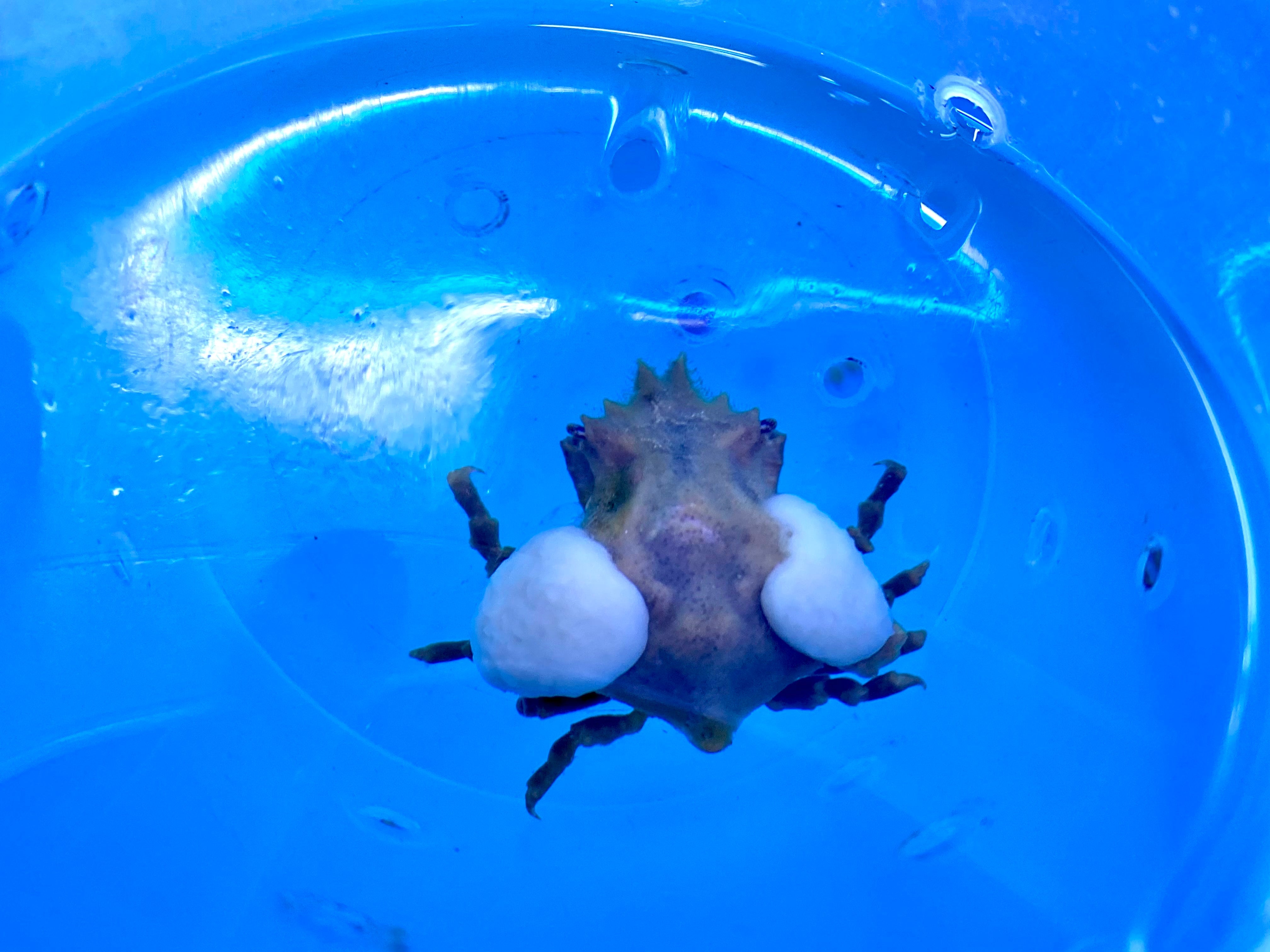 Sponge Crab (Pseudodromia Latens)