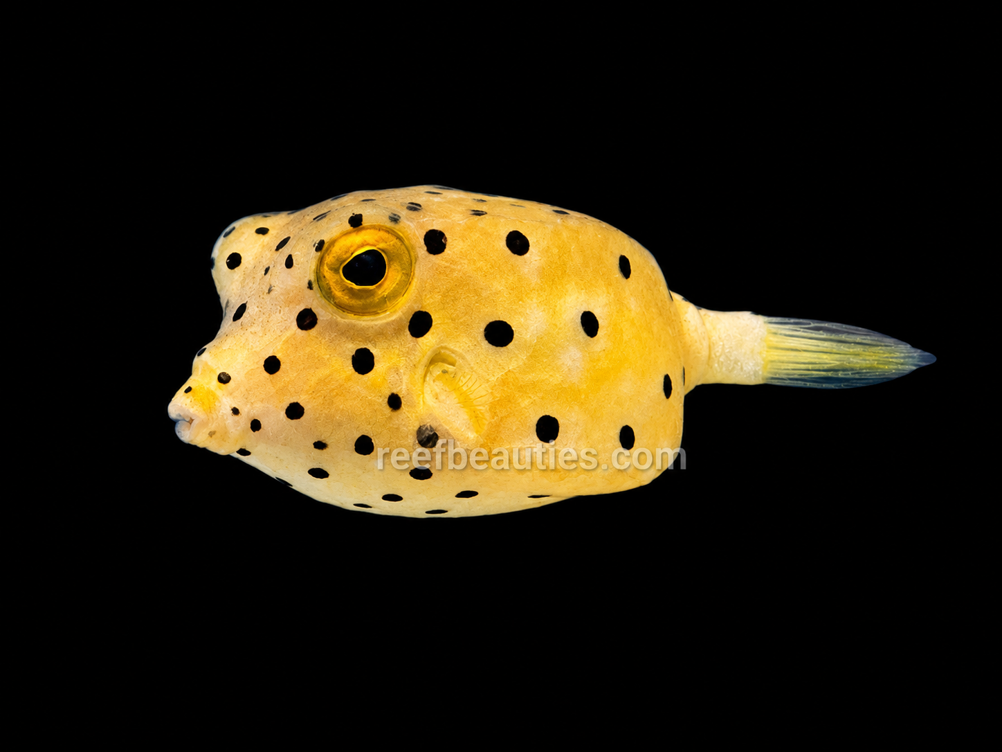 Spotted Box EXPERT (Ostracion Cubicus)