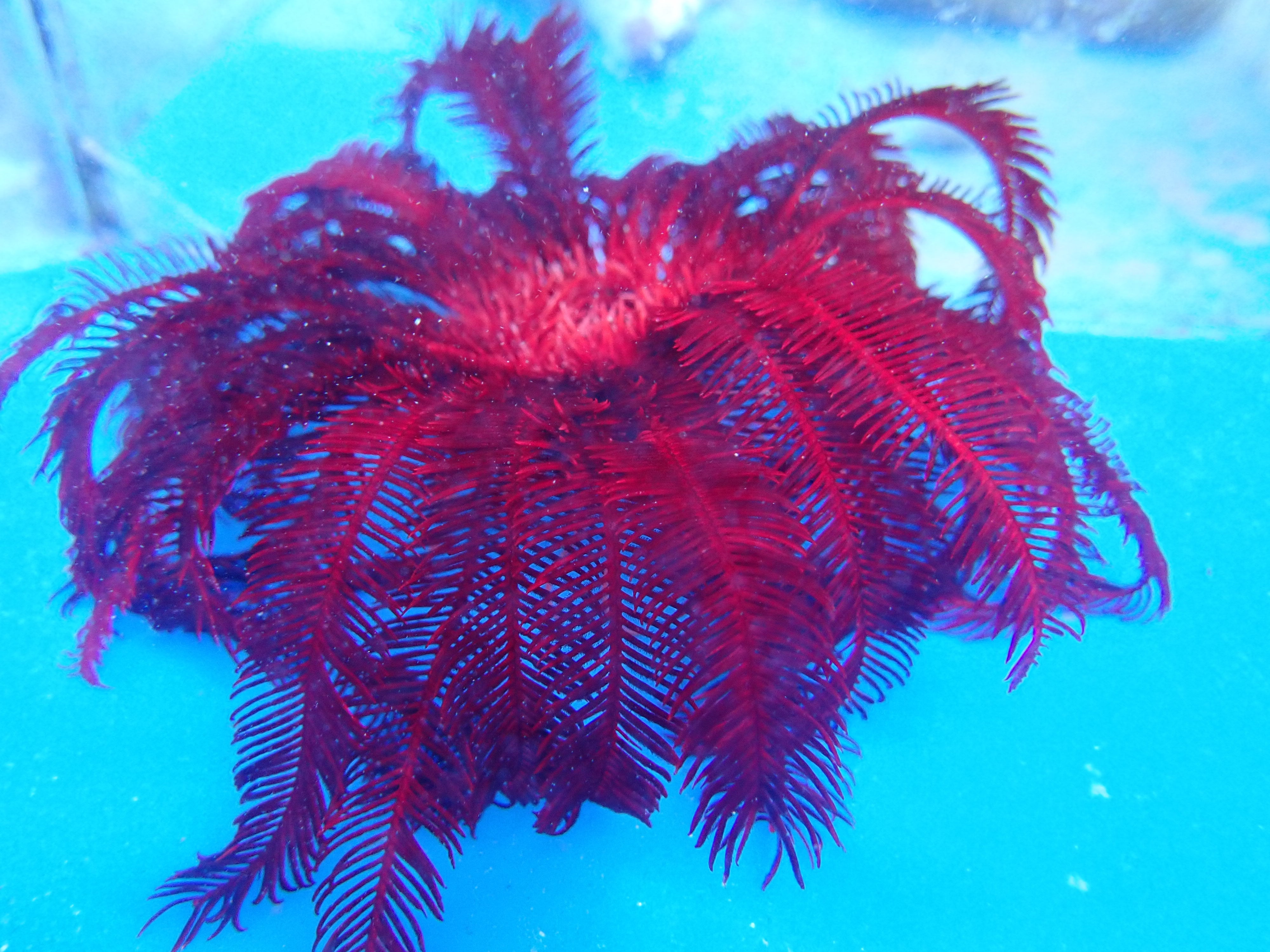 Feather Starfish Red EXPERT (Himerometra Specie)