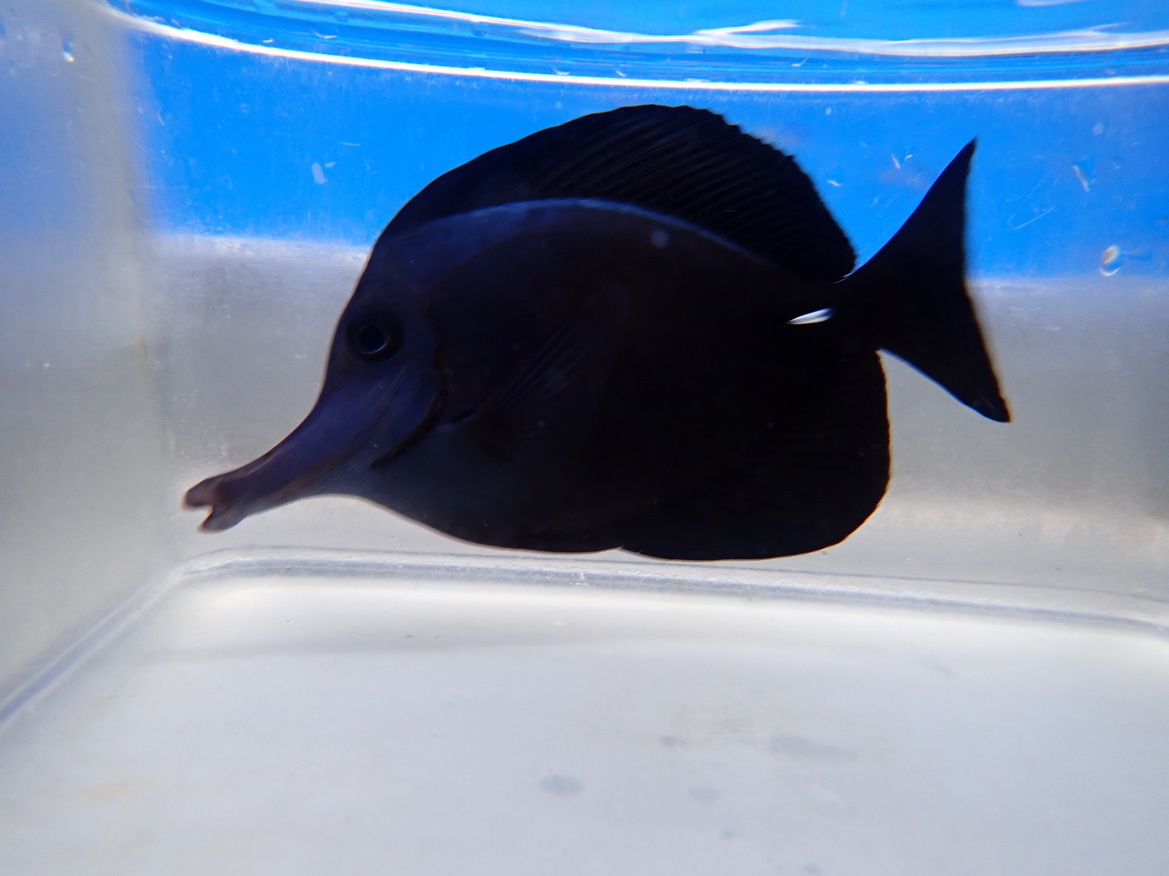 alt="black tang"