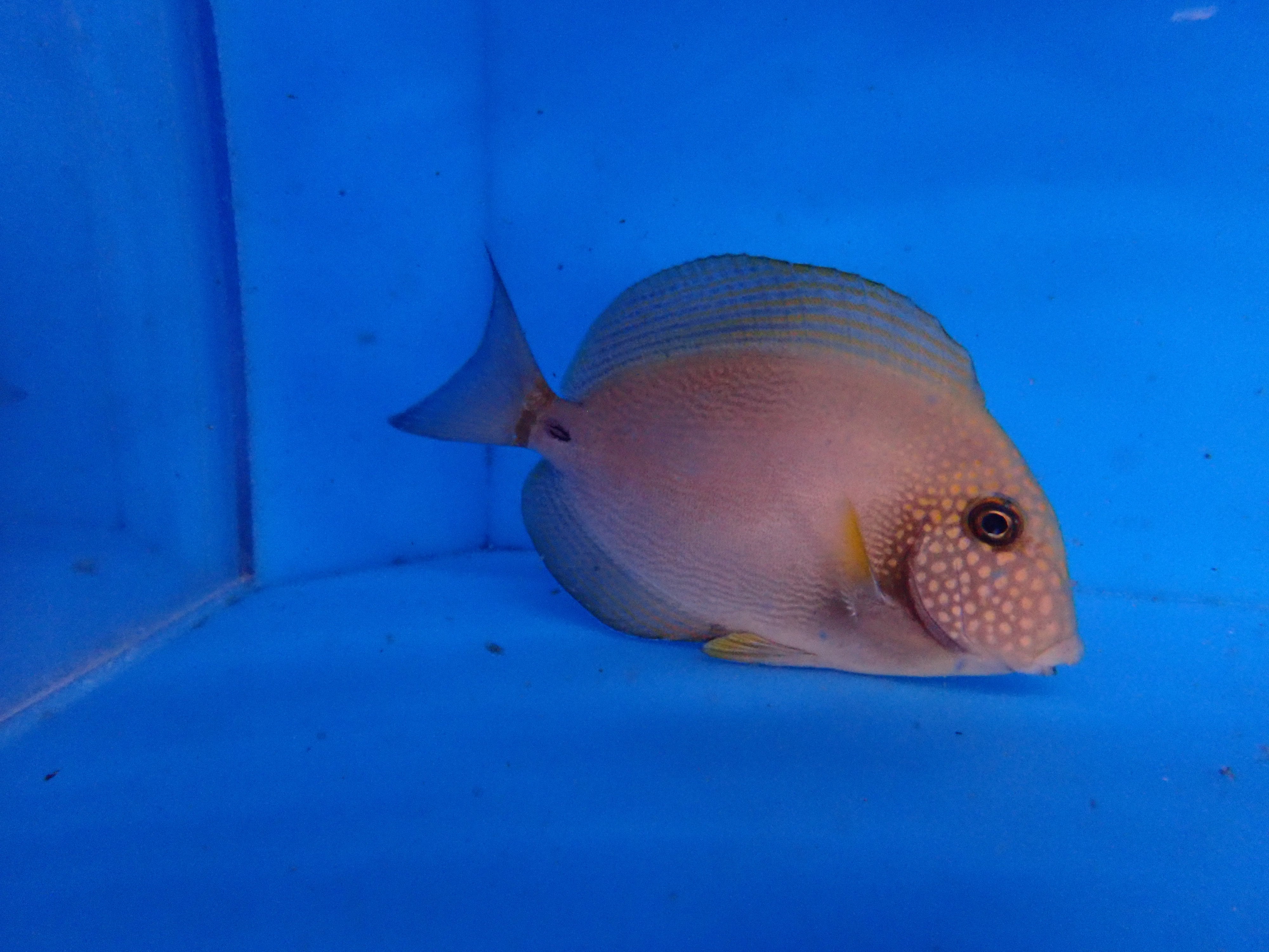 alt="maculiceps tang"