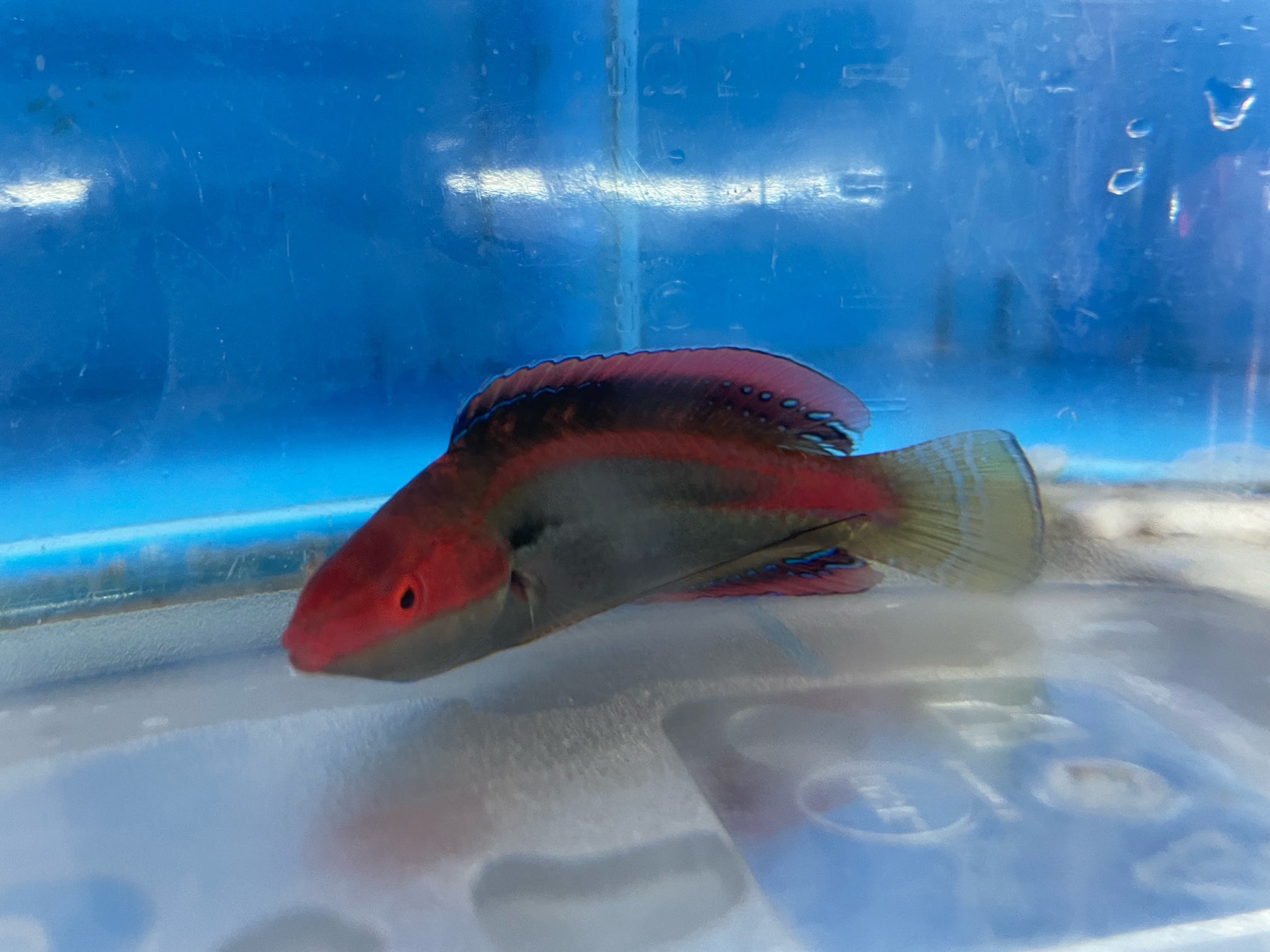 Temminck Wrasse Male (Cirrhilabrus Temmincki)