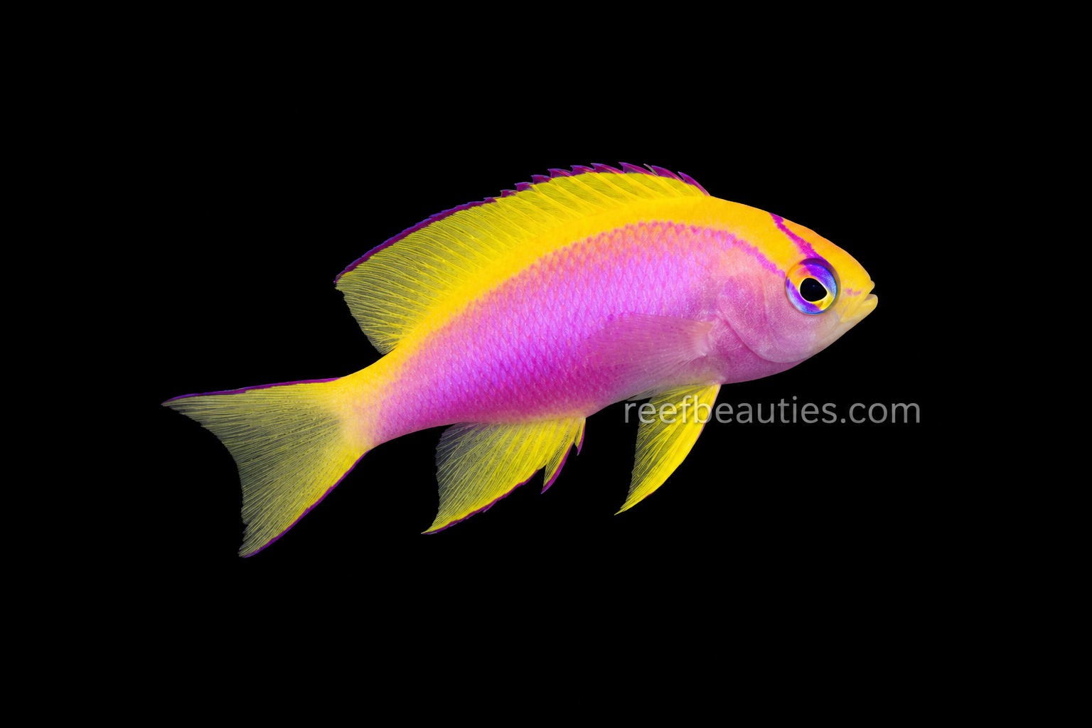 Anthias Ventralis EXPERT (Pseudanthias Ventralis)