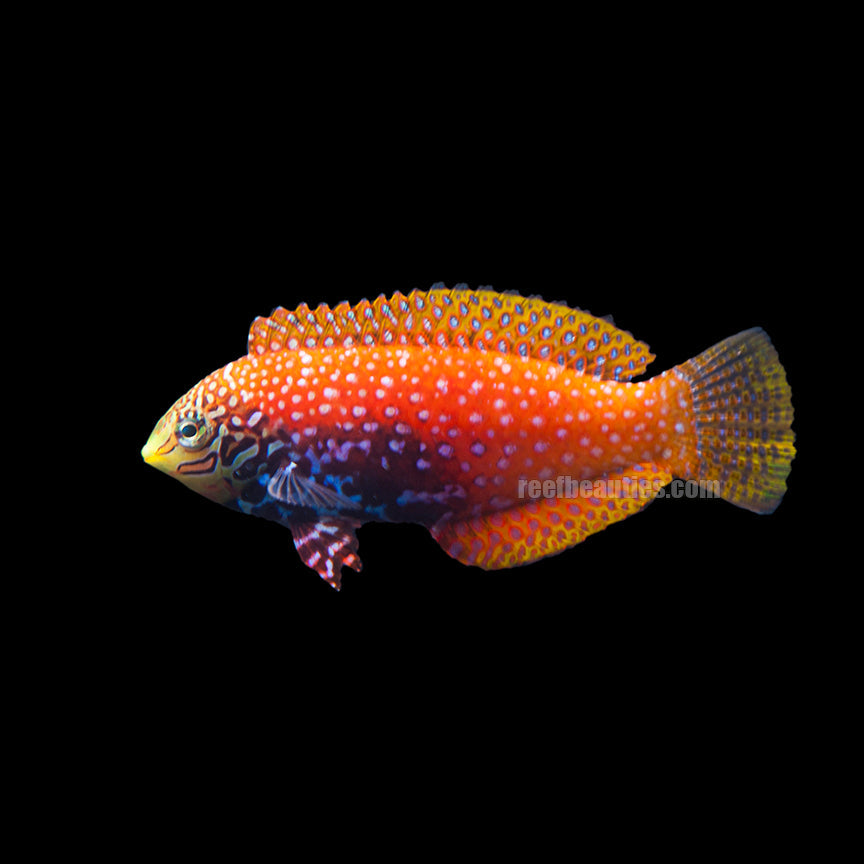 alt="african leopard wrasse"