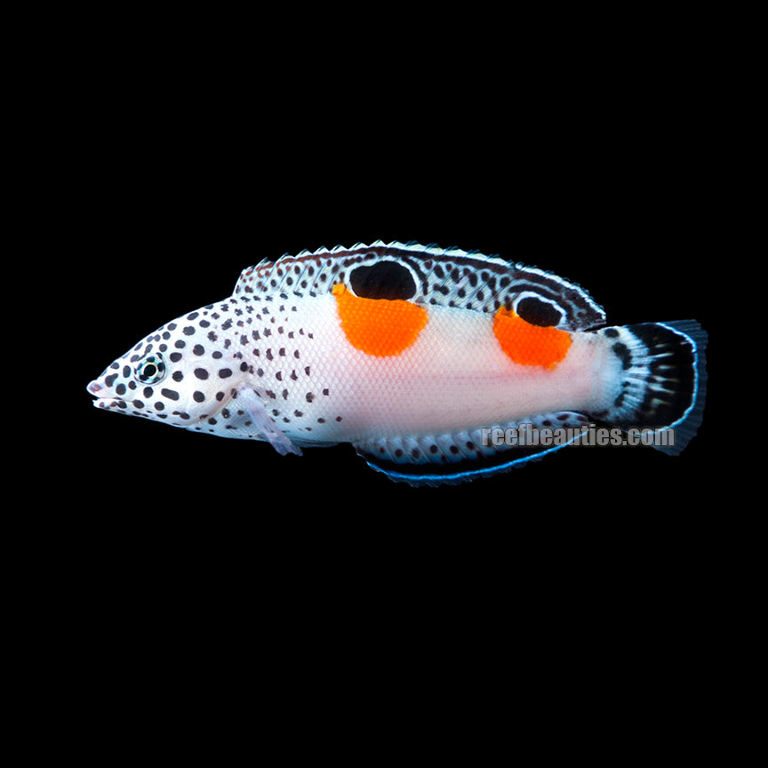 Twin Spot Wrasse EXPERT (Coris Aygula)