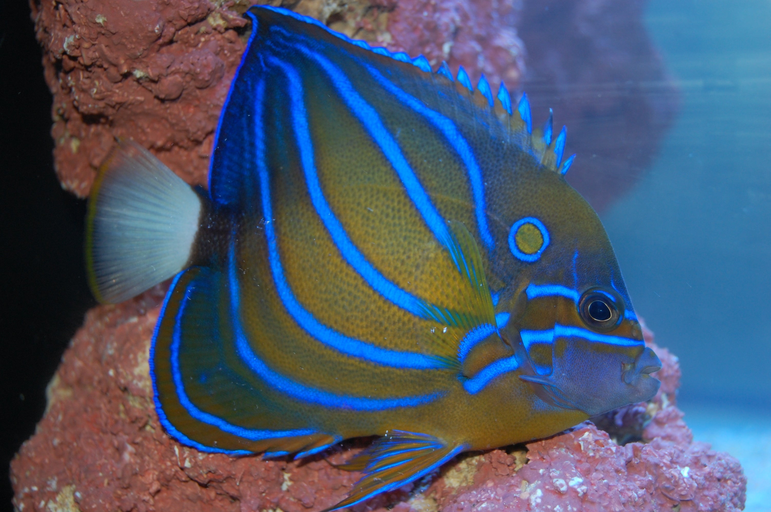 alt="Annularis Angelfish"