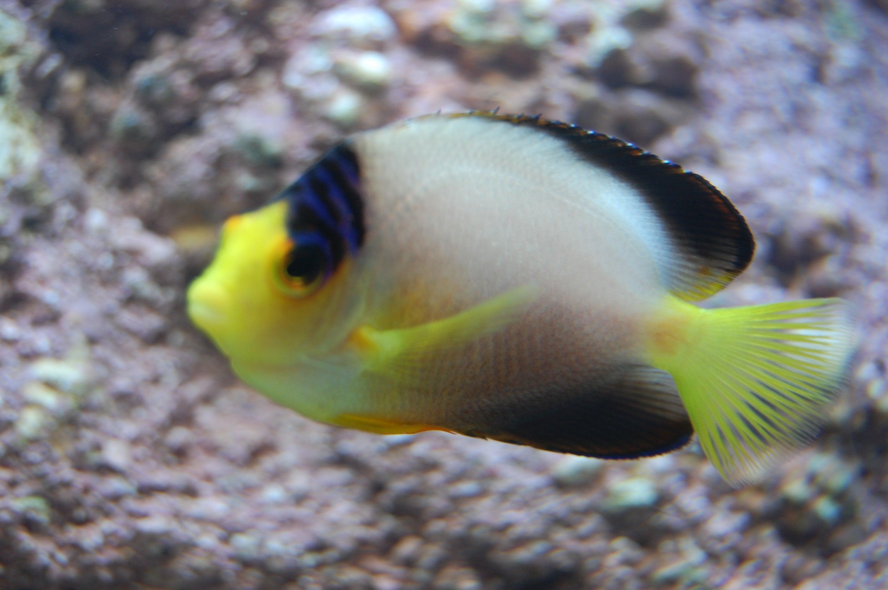 alt="Multicolor Angel"