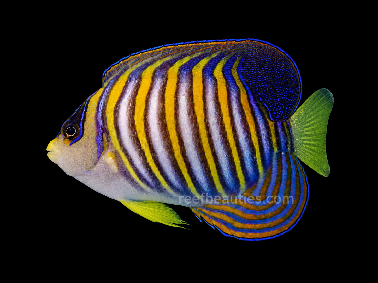 Regal Angel Red Sea EXPERT (Pygoplites Diacanthus)