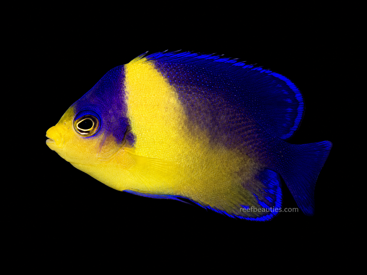 Venustus Angelfish EXPERT (Paracentropyge Venusta)