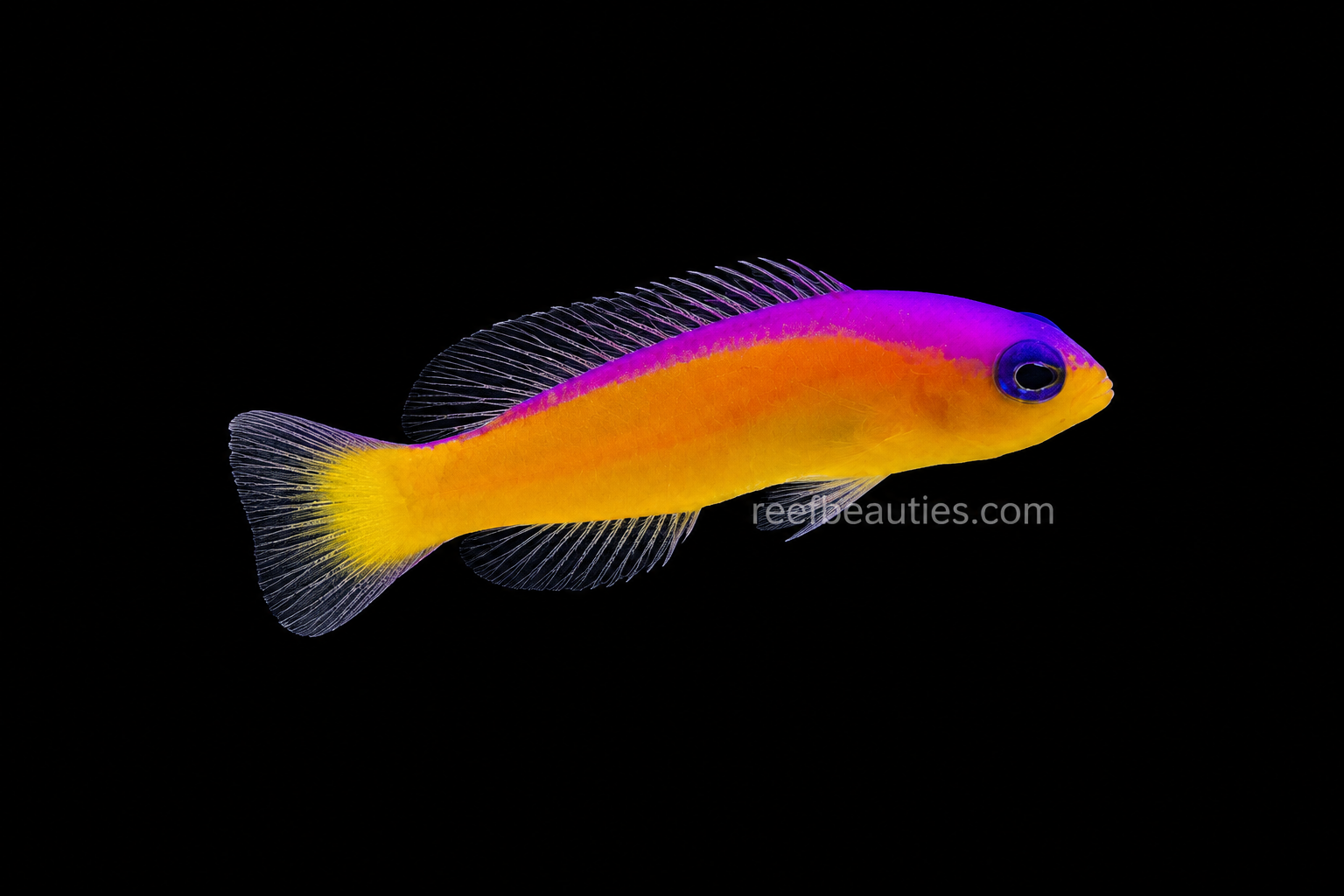Pseudo Chromis Bicolor (Pseudochromis Paccagnellae)