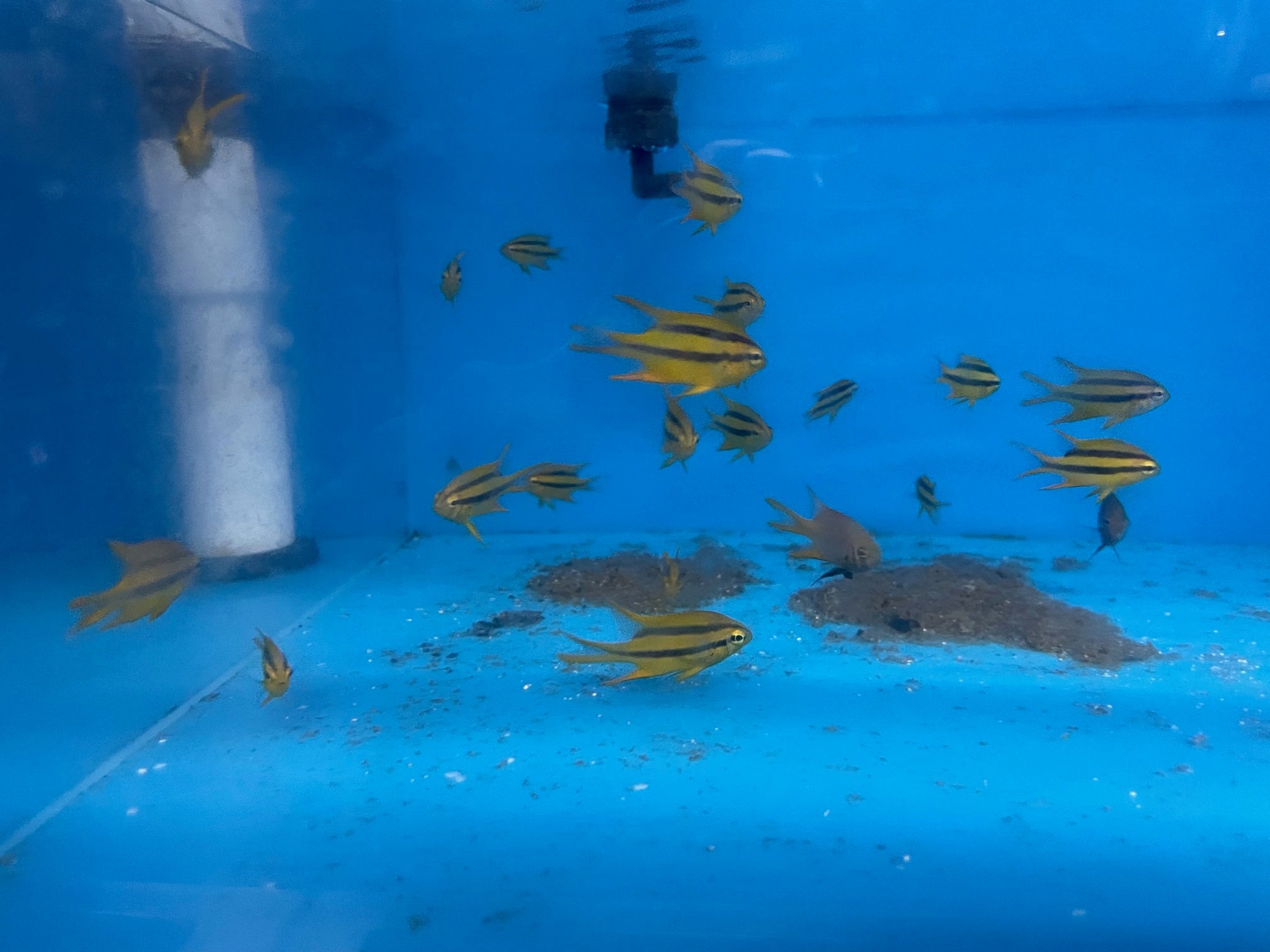 alt="Black and Gold Chromis"