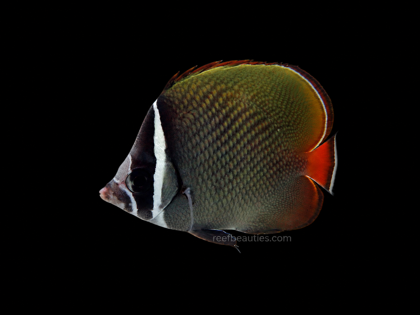 Pakistan Butterfly (Chaetodon Collare)