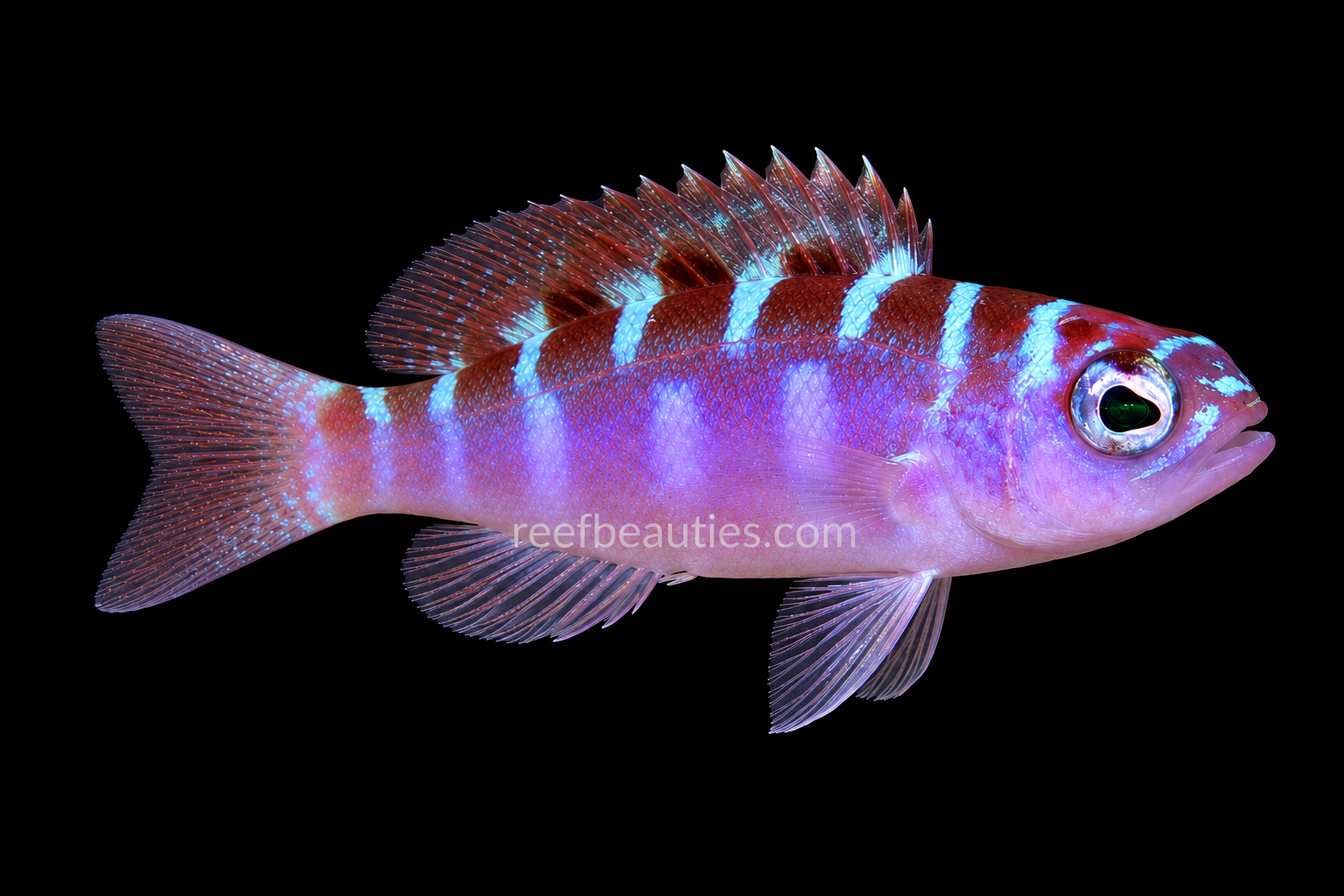 Chalk Bass (Serranus Tortugarum)