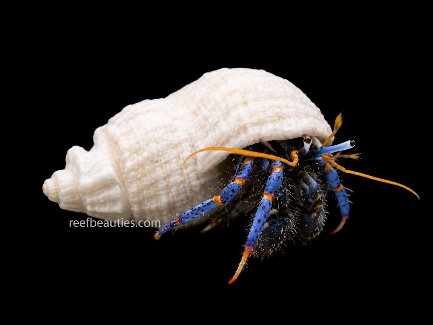Blue Leg Hermit Crab (Clibanarius Tricolor)